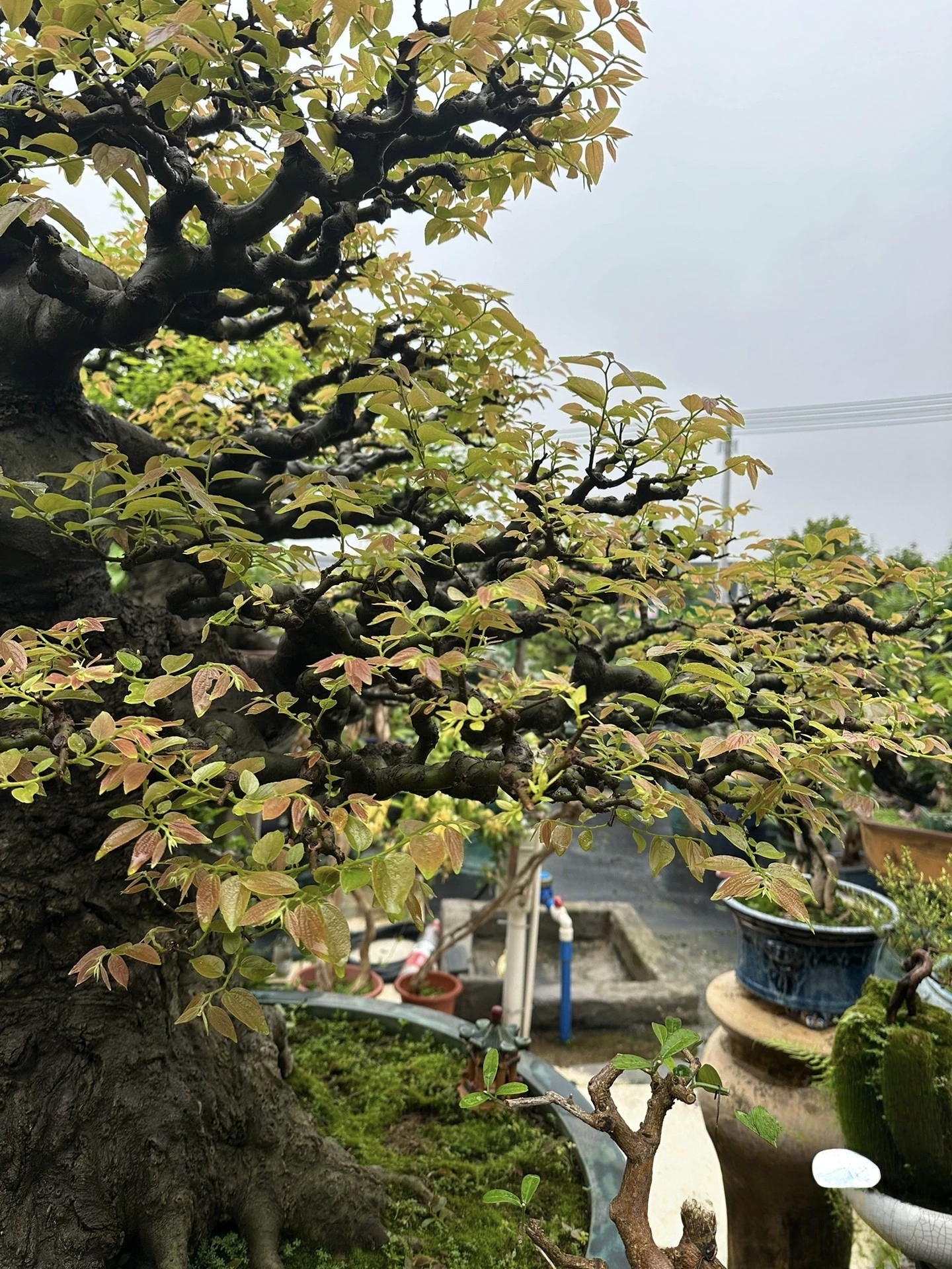 百年老桩朴树盆景,惊艳的盆景艺术,自然与艺术的完美结合!#盆景