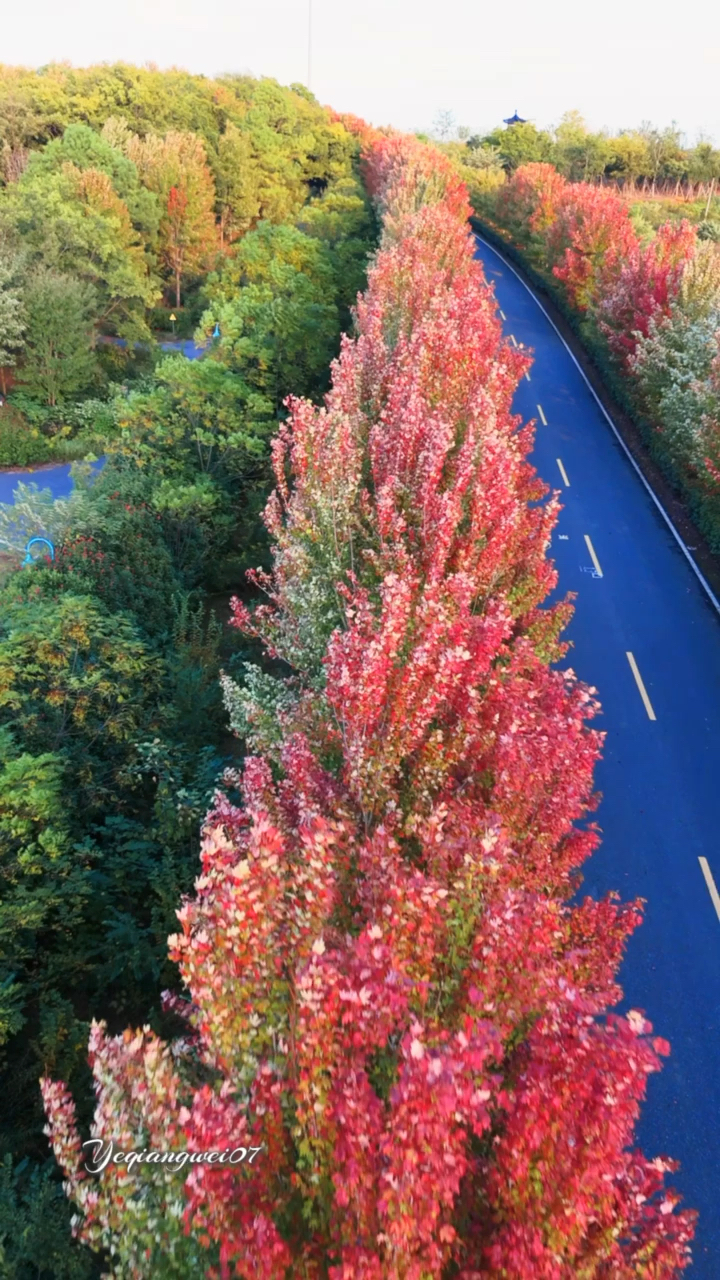 南京六合最美红枫大道开始红了#枫彩漫城