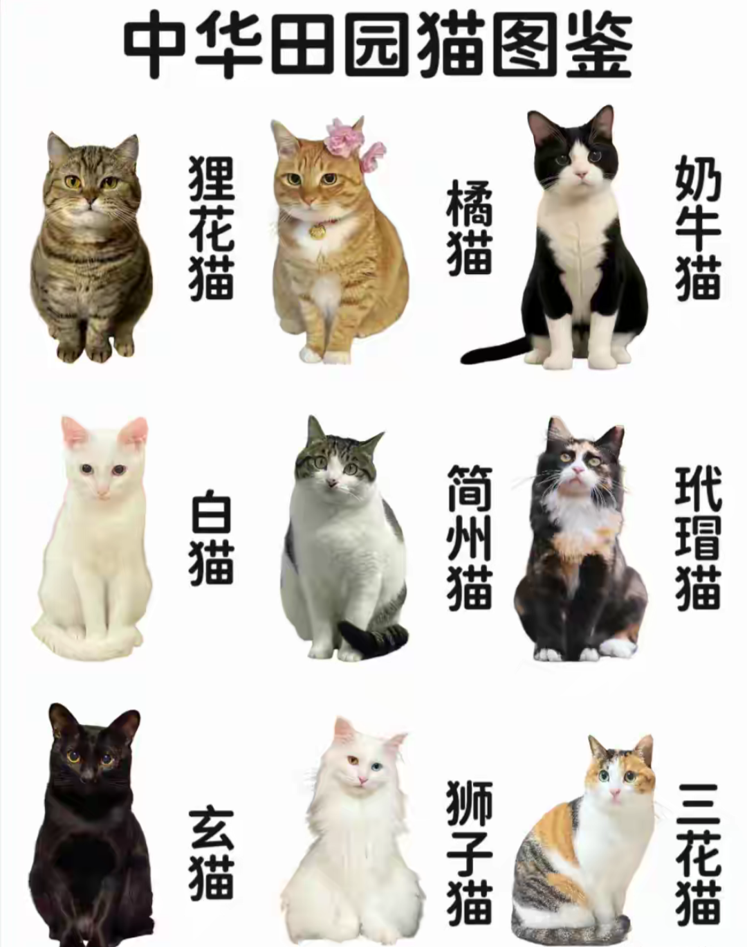 土猫的品种图片