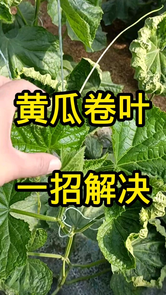 黄瓜幼苗卷叶原因图片