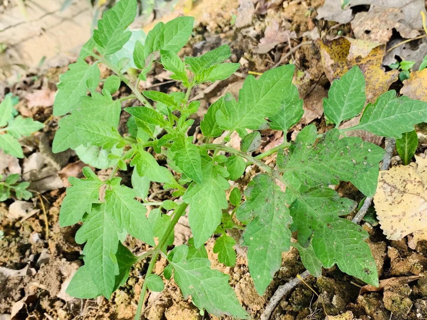 堂哥老师傅说我这种不出菜,一缺光照二缺雨露,可它在我眼里却是冬暖夏