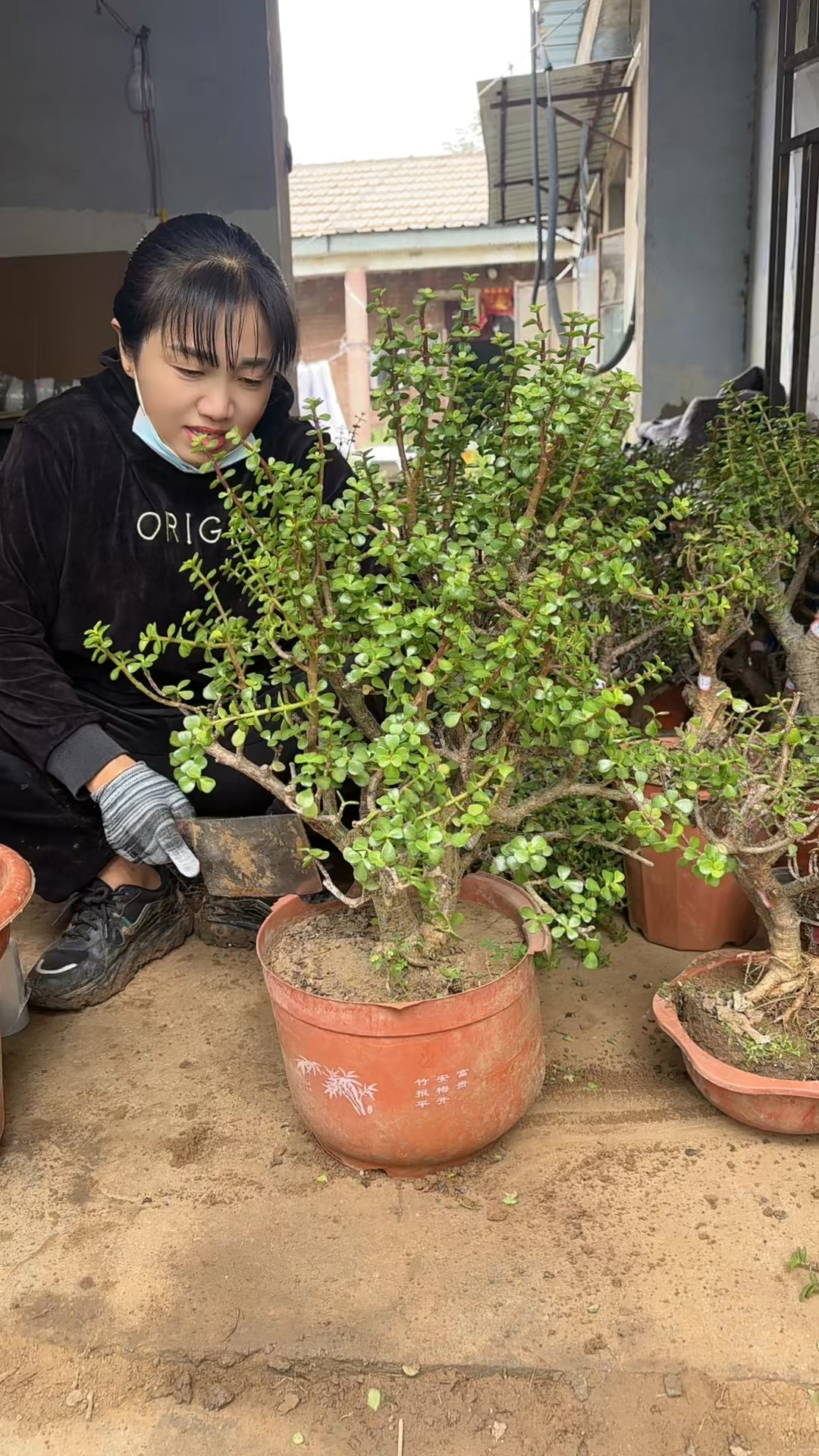 老桩金枝玉叶脱盆