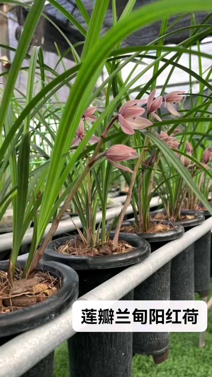 大美甸阳红荷,绚丽绽放中,邀您共赏,喜欢的私聊