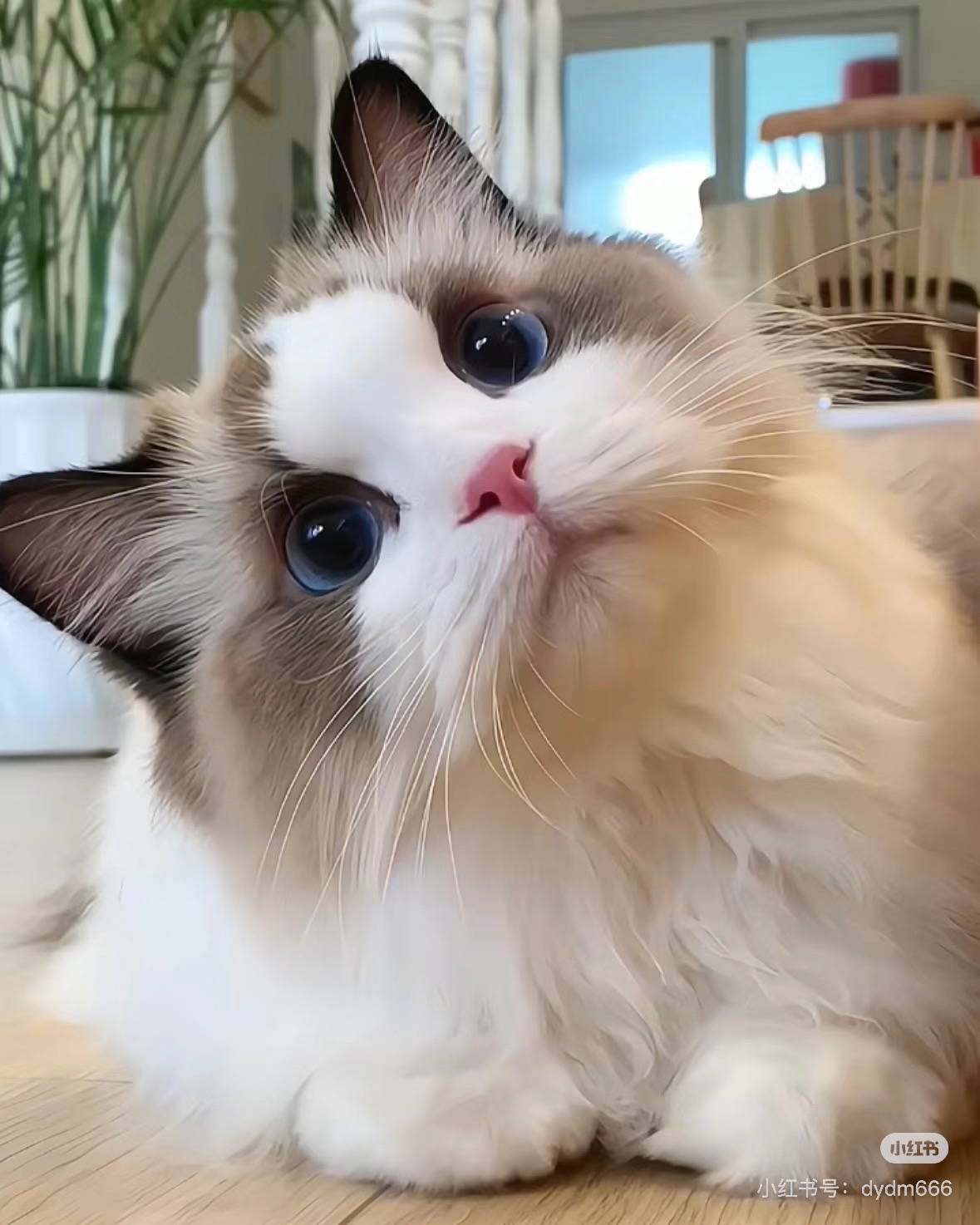 猫,你是大自然的小精灵,是生活中的一抹温柔亮色