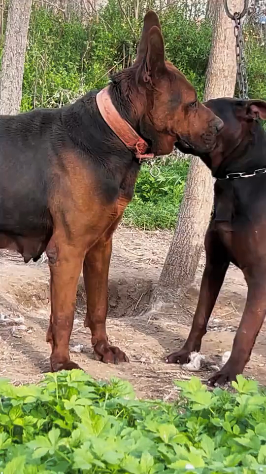 纯种莱州红狗狗来了