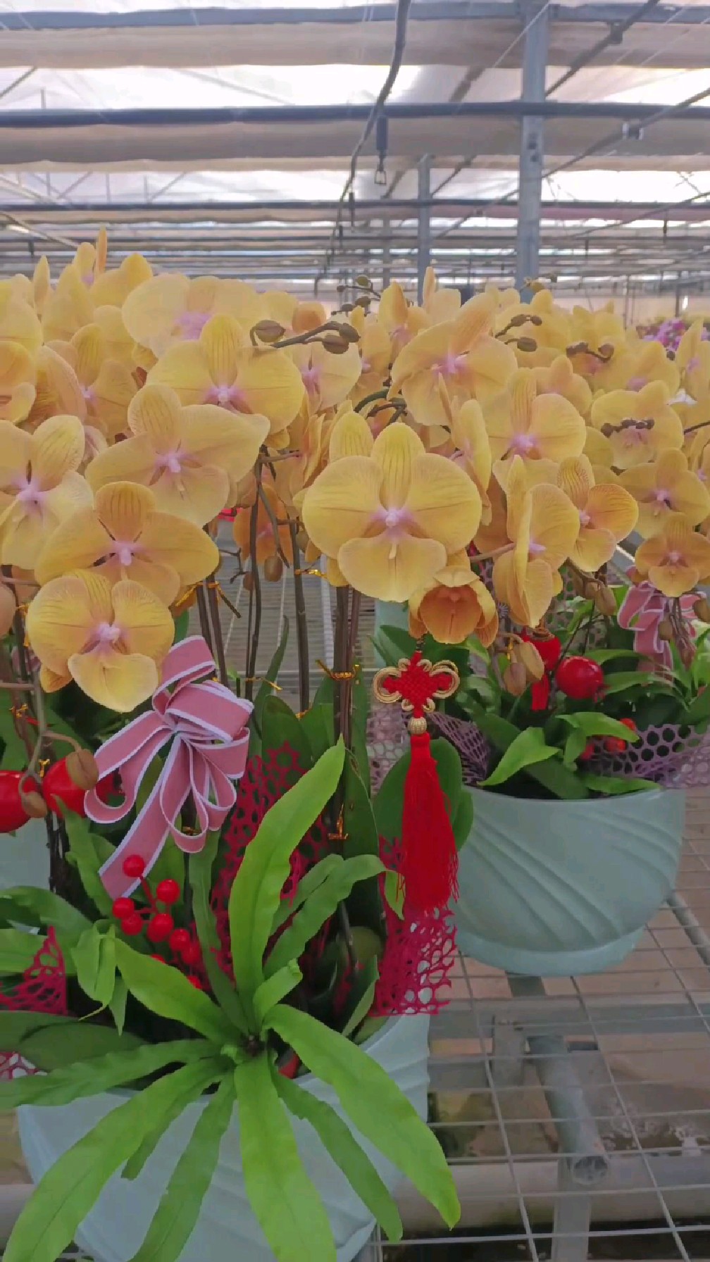 金玉满堂蝴蝶兰组盆 好看不