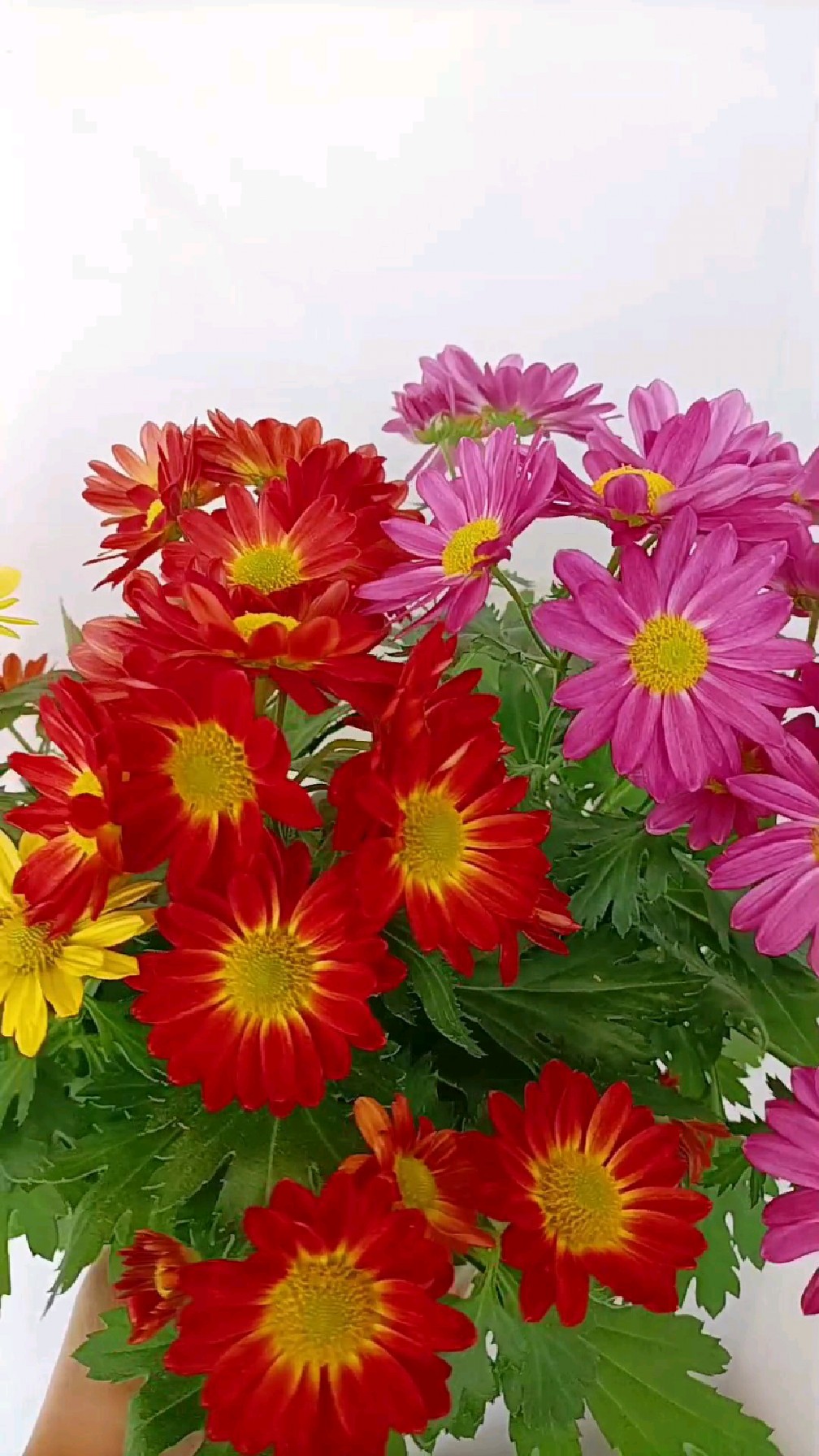 太阳菊是冬季不可缺的一种花 三个颜色搭配超好看