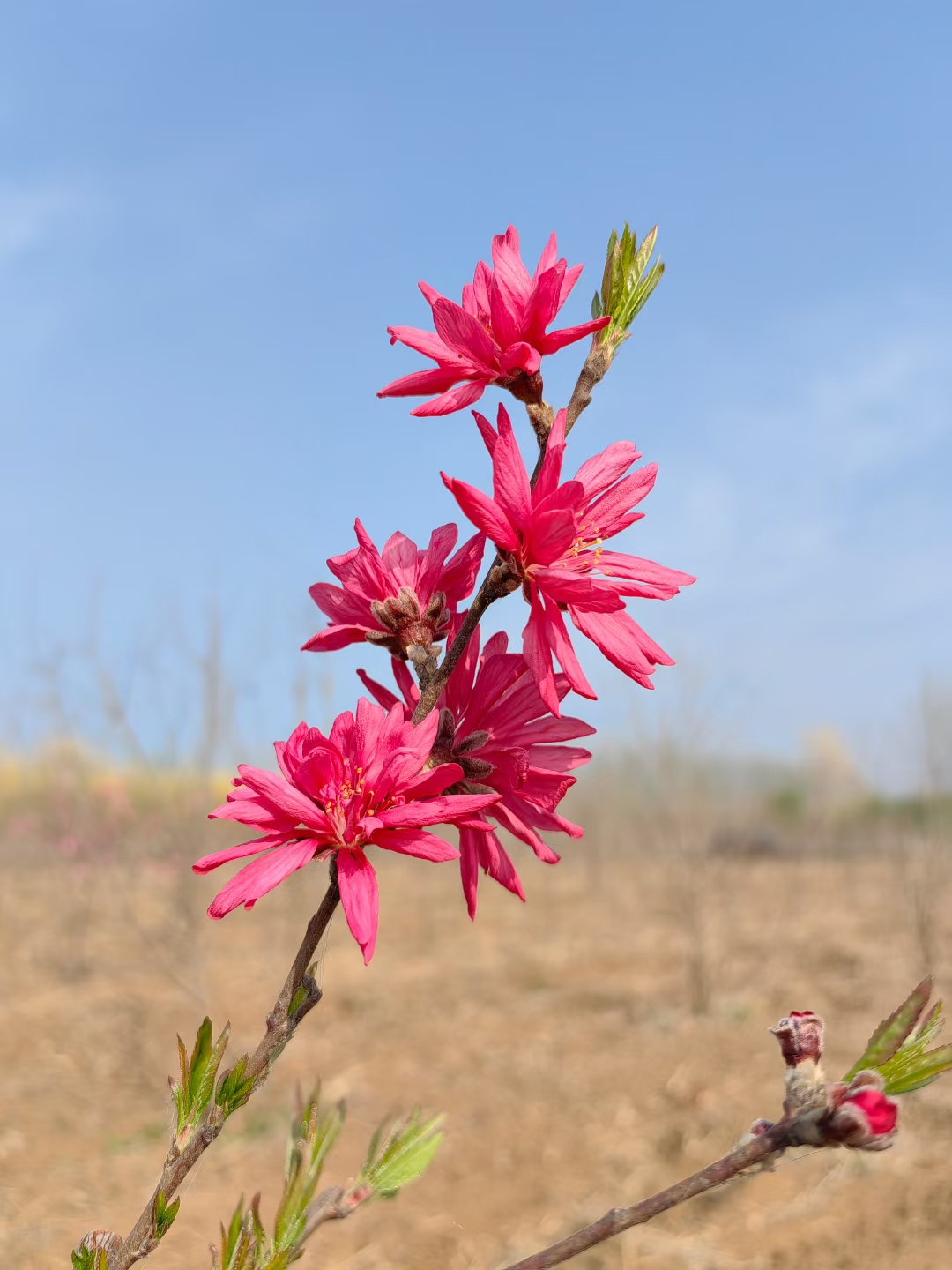 菊花碧桃的花朵呈菊花状,花瓣层层叠叠,色彩鲜艳,有粉色,红色,白色