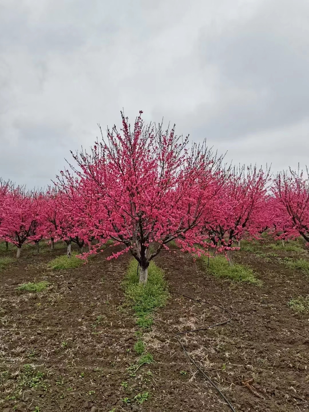 菊花碧桃的树形优美枝干挺拔树冠呈圆形或椭圆形