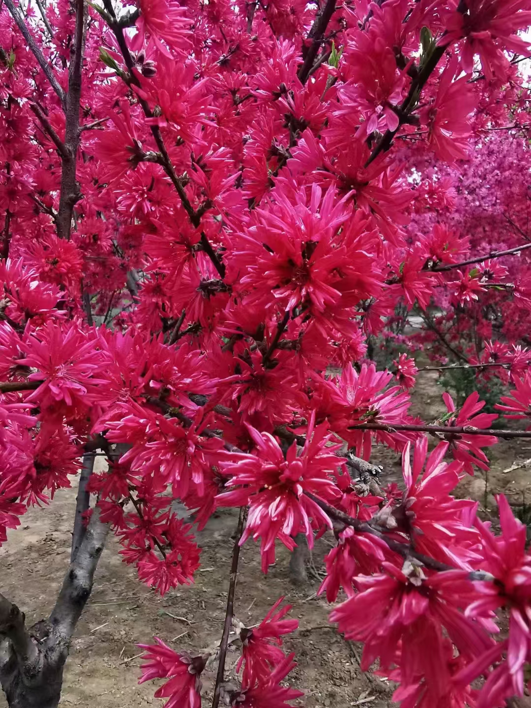 菊花碧桃的花朵呈菊花状花瓣层层叠叠色彩鲜艳有粉色红色白色