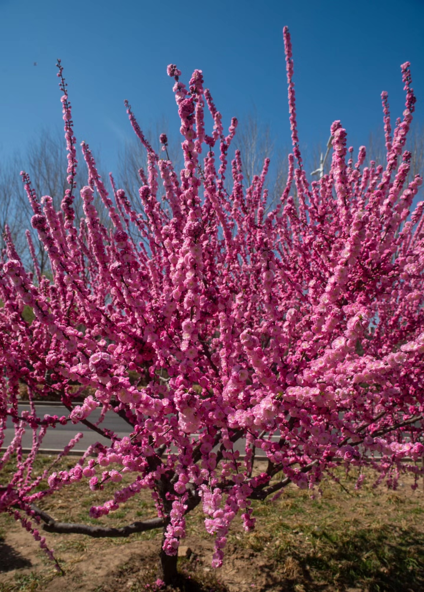 丛生榆叶梅的花色艳丽,花型美观,常被用于花坛和花境的布置
