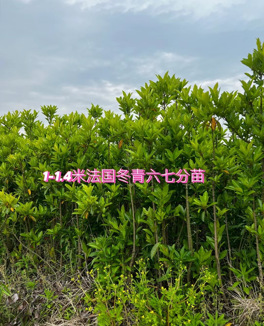 法国冬青其树形美观枝叶繁茂四季常青