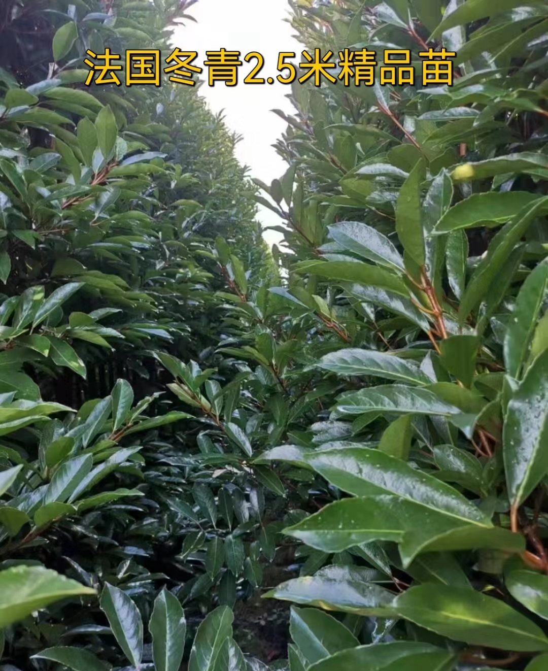 法国冬青其树形美观枝叶繁茂四季常青