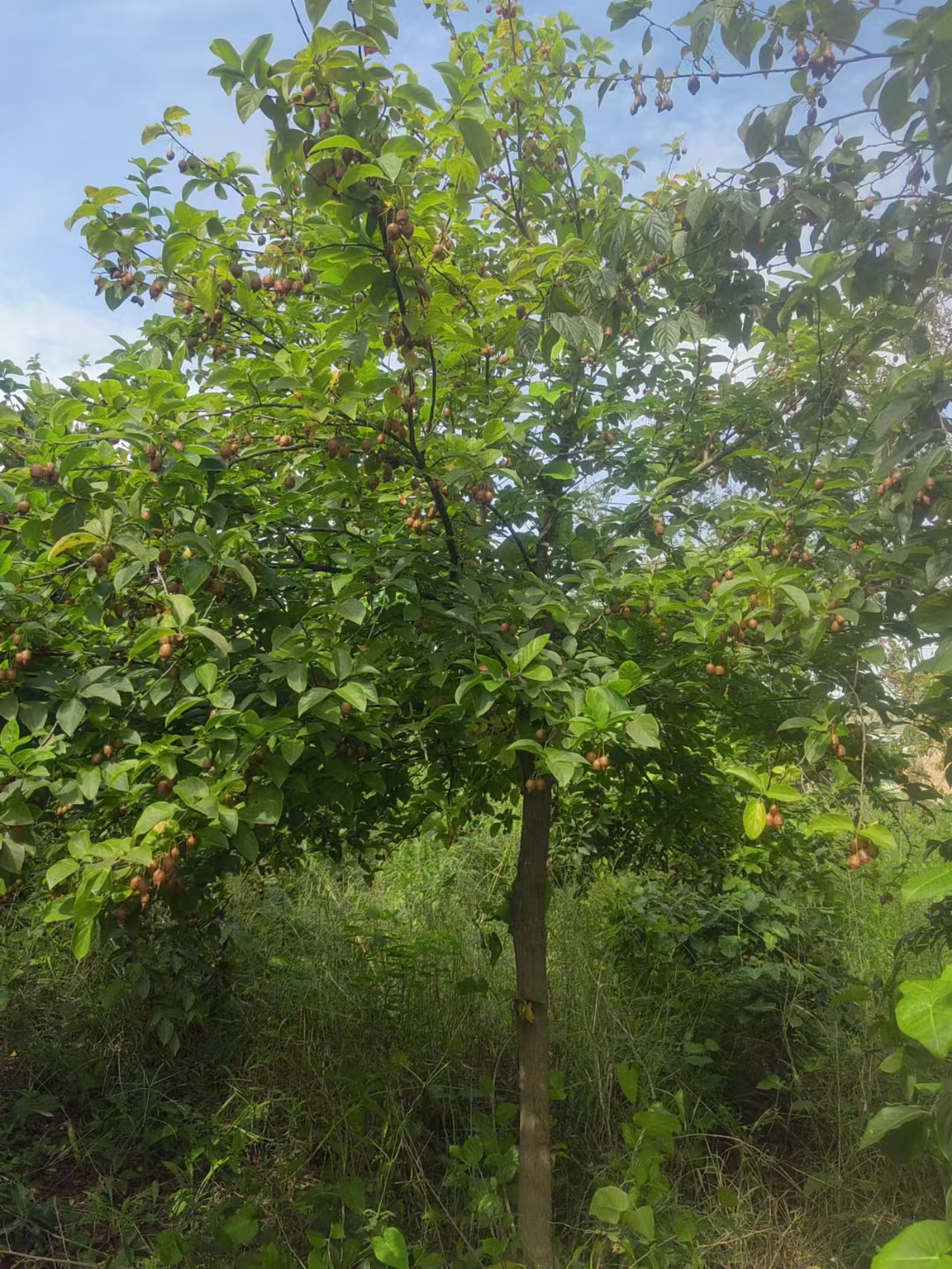 秤锤树枝叶浓密