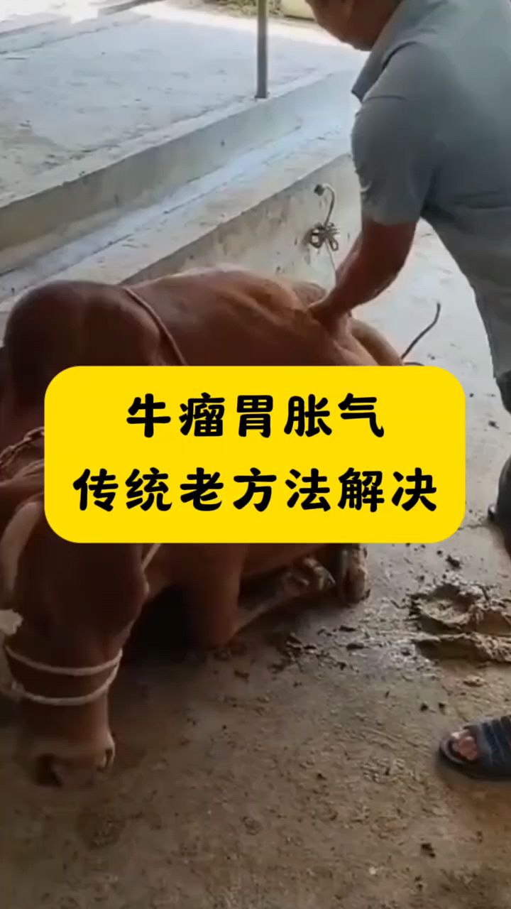 牛瘤胃胀气教你怎么放气