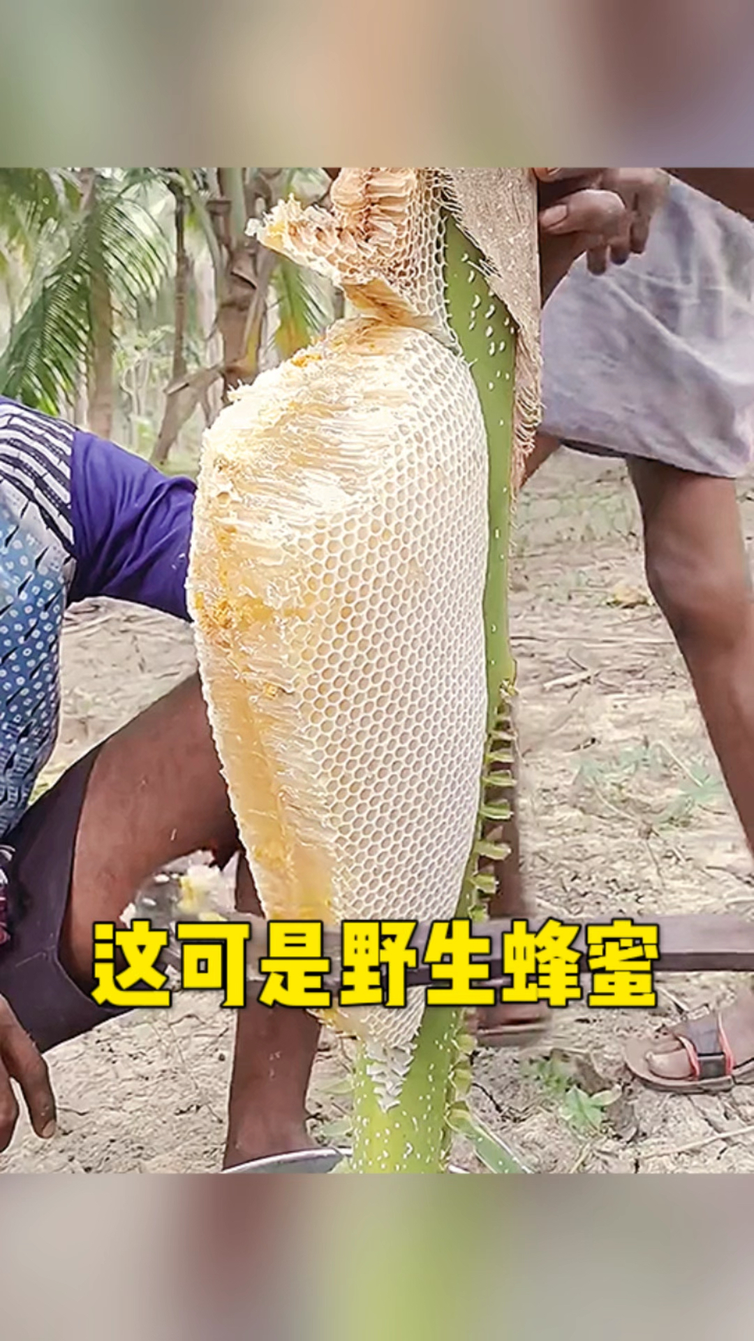 这可都是野生蜂蜜