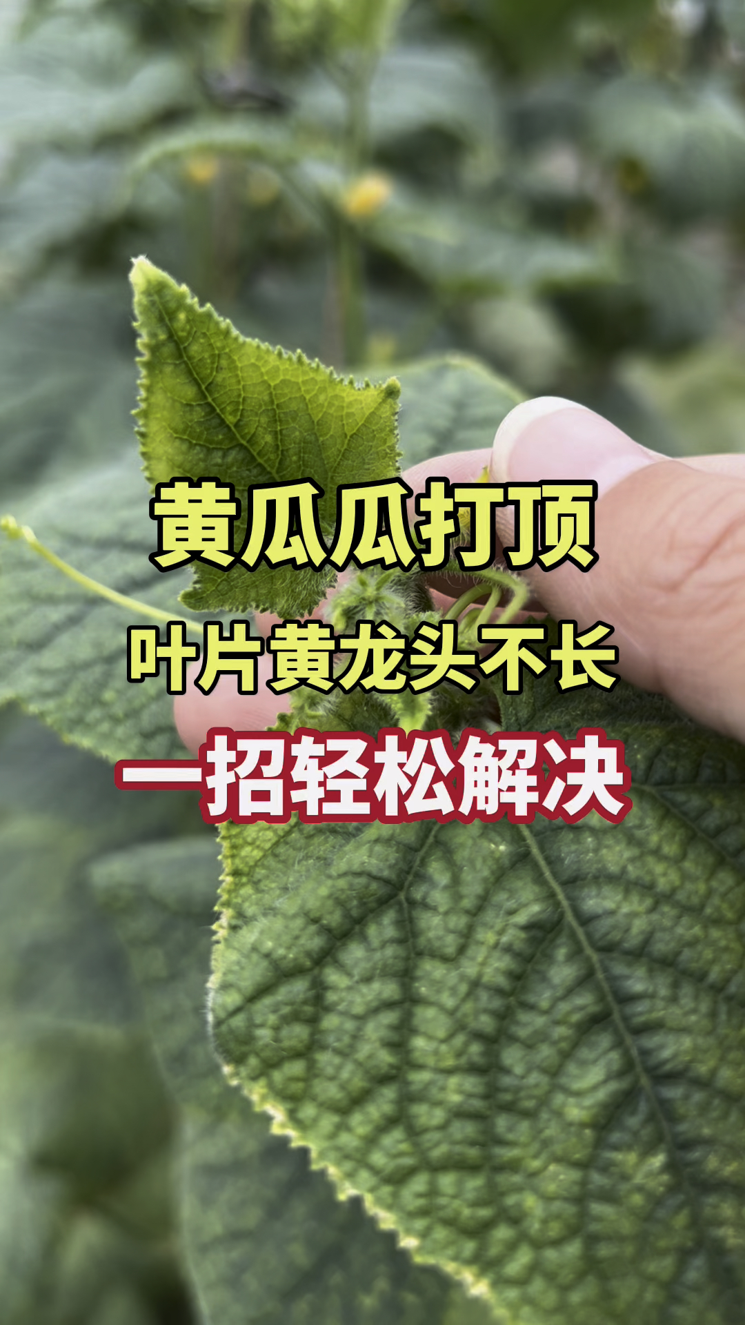黄瓜瓜打顶叶片黄龙头不长,一招轻松解决