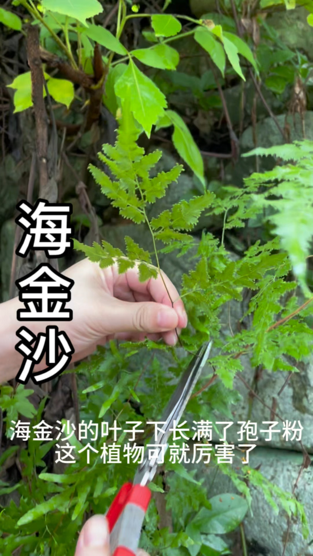 海金沙叶面长满了孢子粉它的价值很高哦