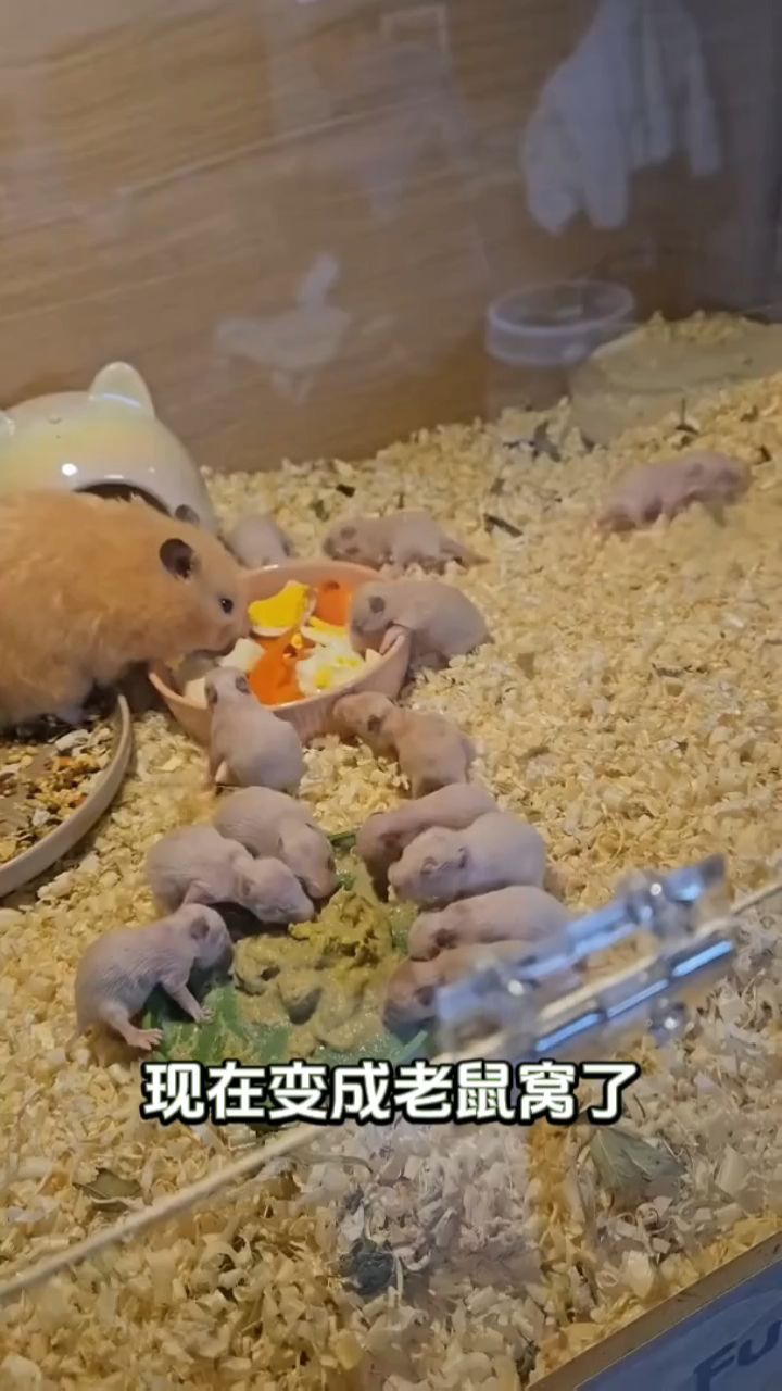 本来只想养一只,现在变成老鼠窝了