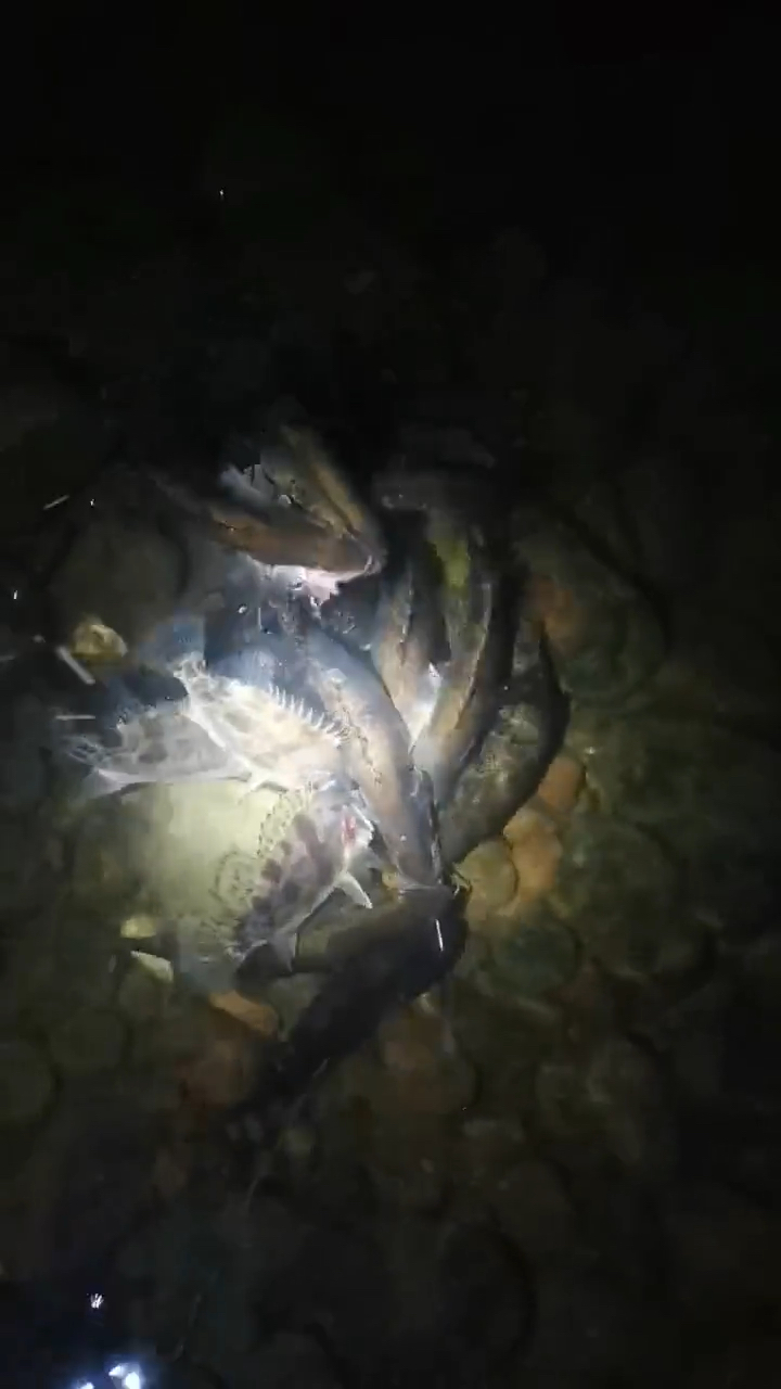 一晚上钓了上百条四五斤的大鳜鱼,钓友的漂虾钓法果真无敌