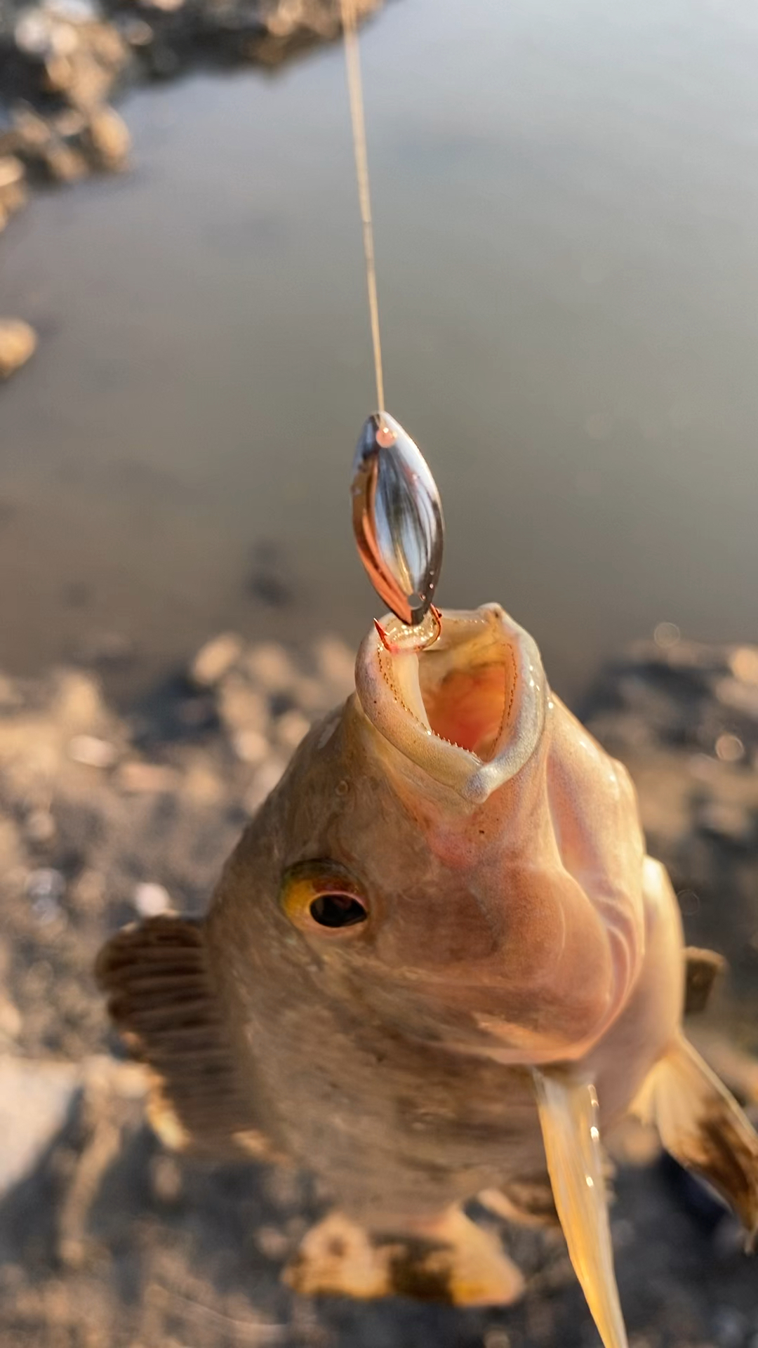钩中一点点嘴皮,差点让这条鱼跑了!
