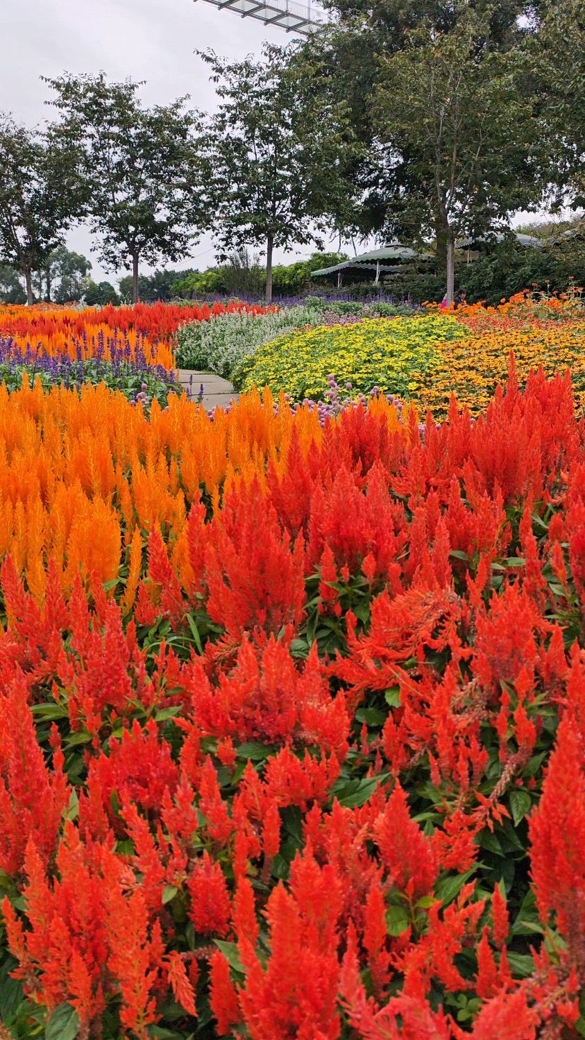 成都新都区漫花庄园图片