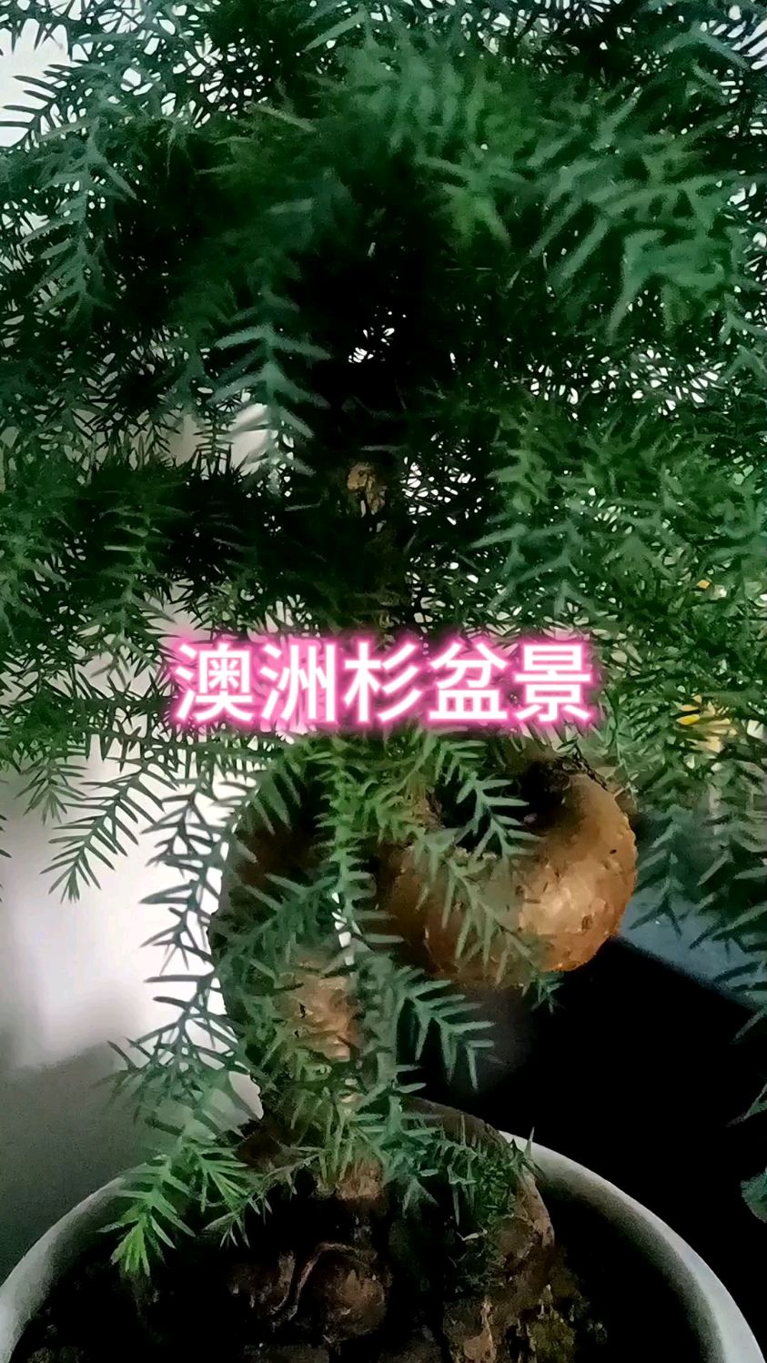 盆景杉树的种类名称图片