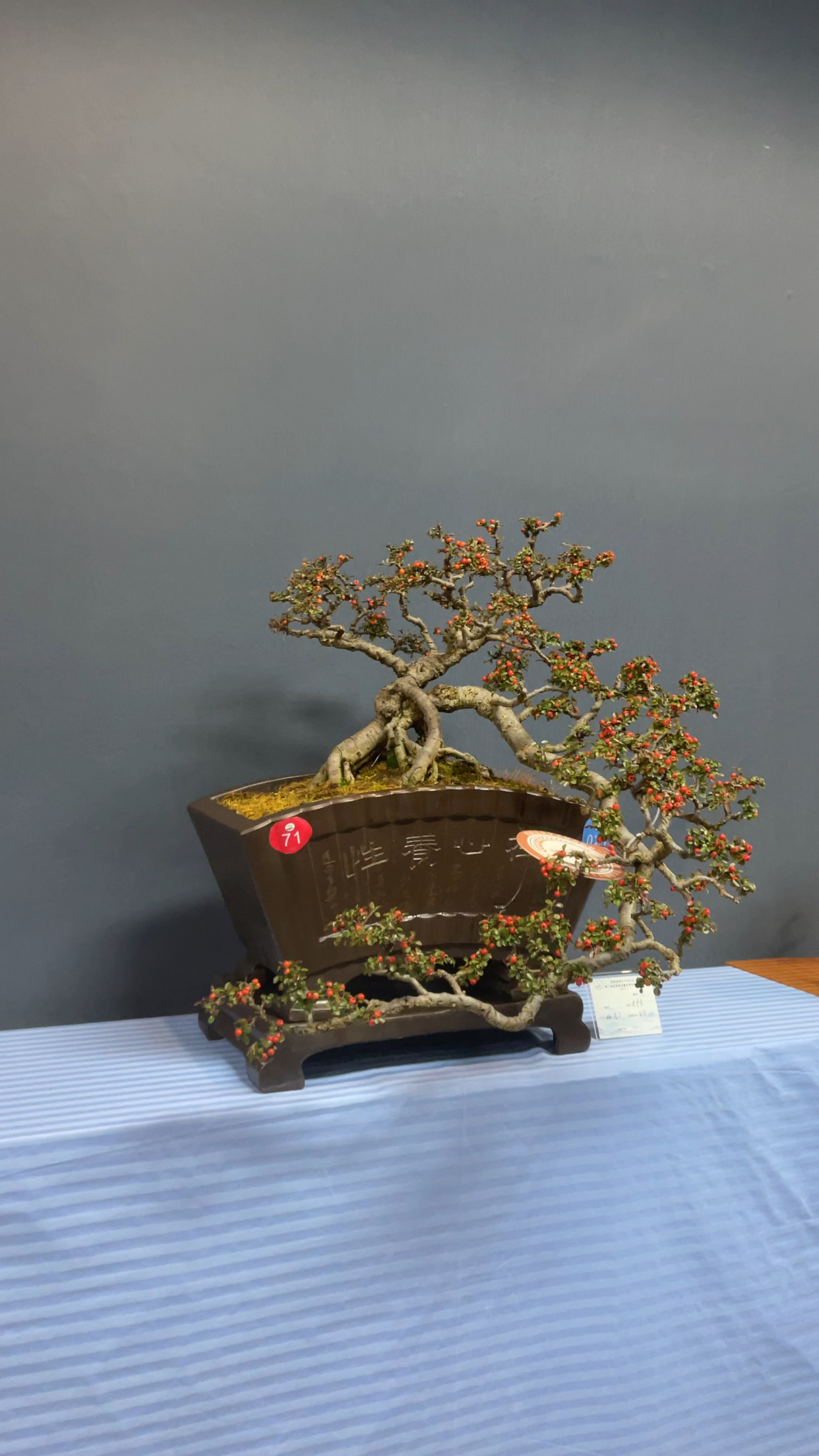 红花荀子盆景分享