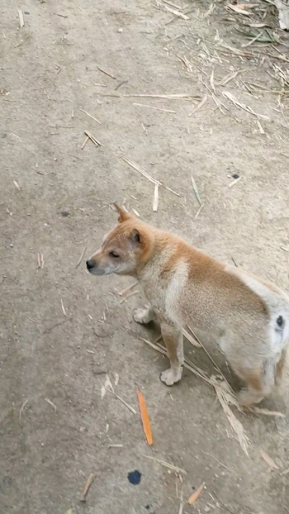 中华田园犬广西土猎犬未来村霸战斗一族