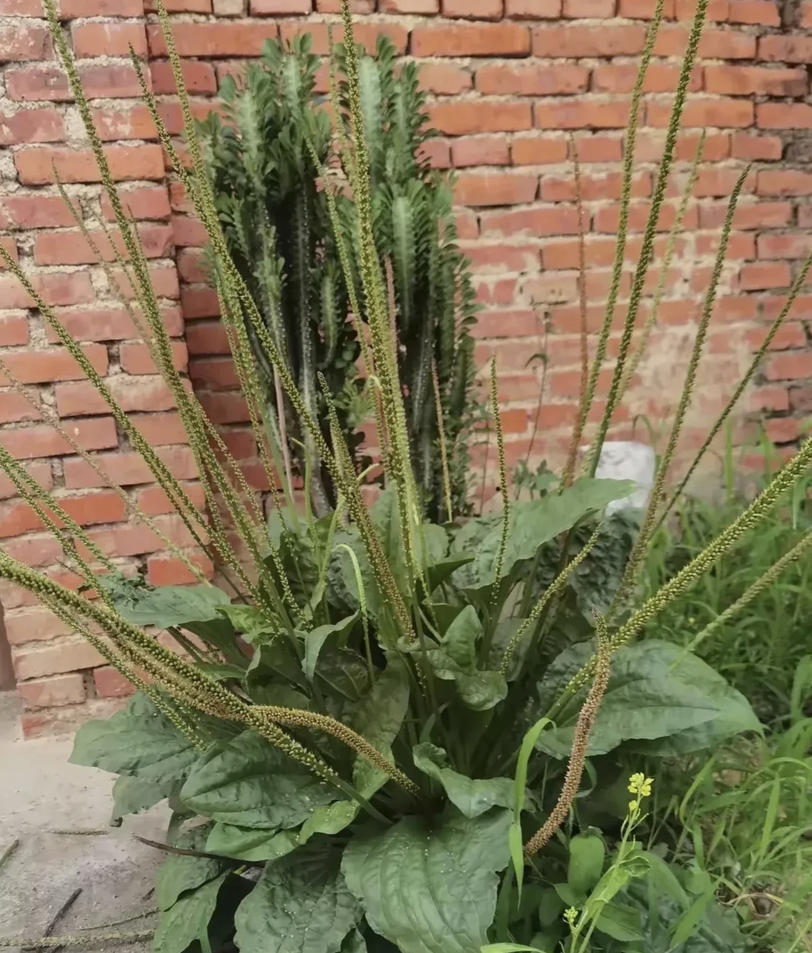 赶紧阻止,男子妈妈说,千万不能铲除这棵植物,这棵植物全身都华佗草的