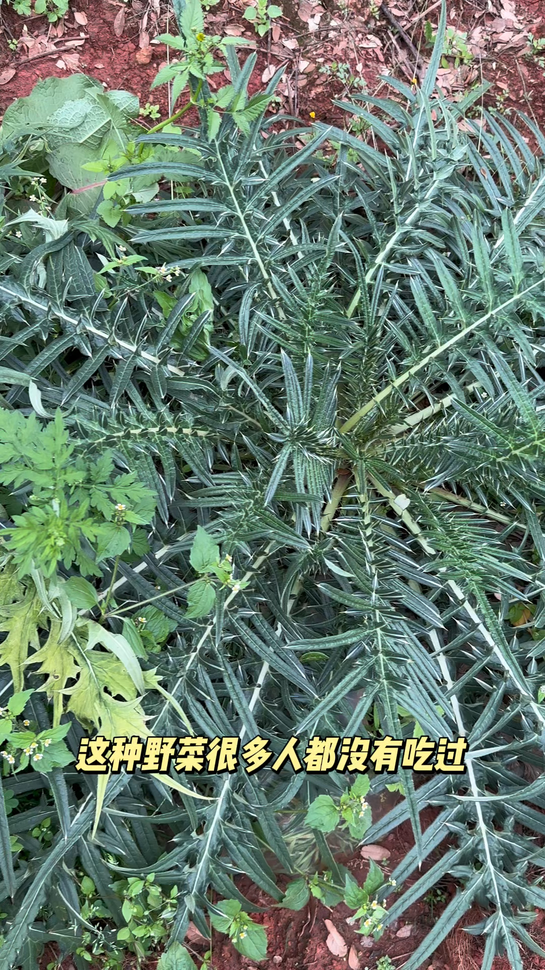 这种野菜很多人没有吃过,甚至都没有见过,这就是马刺根