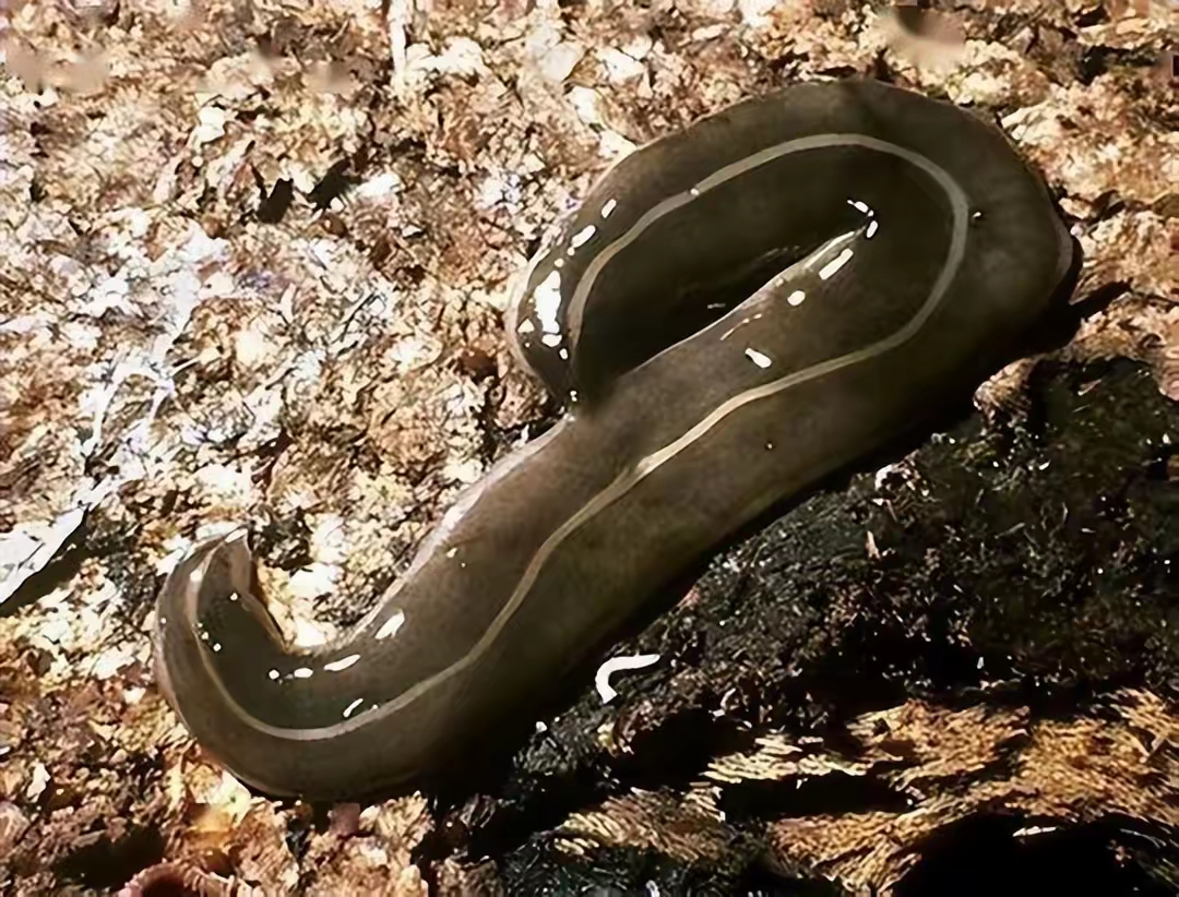 扁虫，扁虫是什么东西