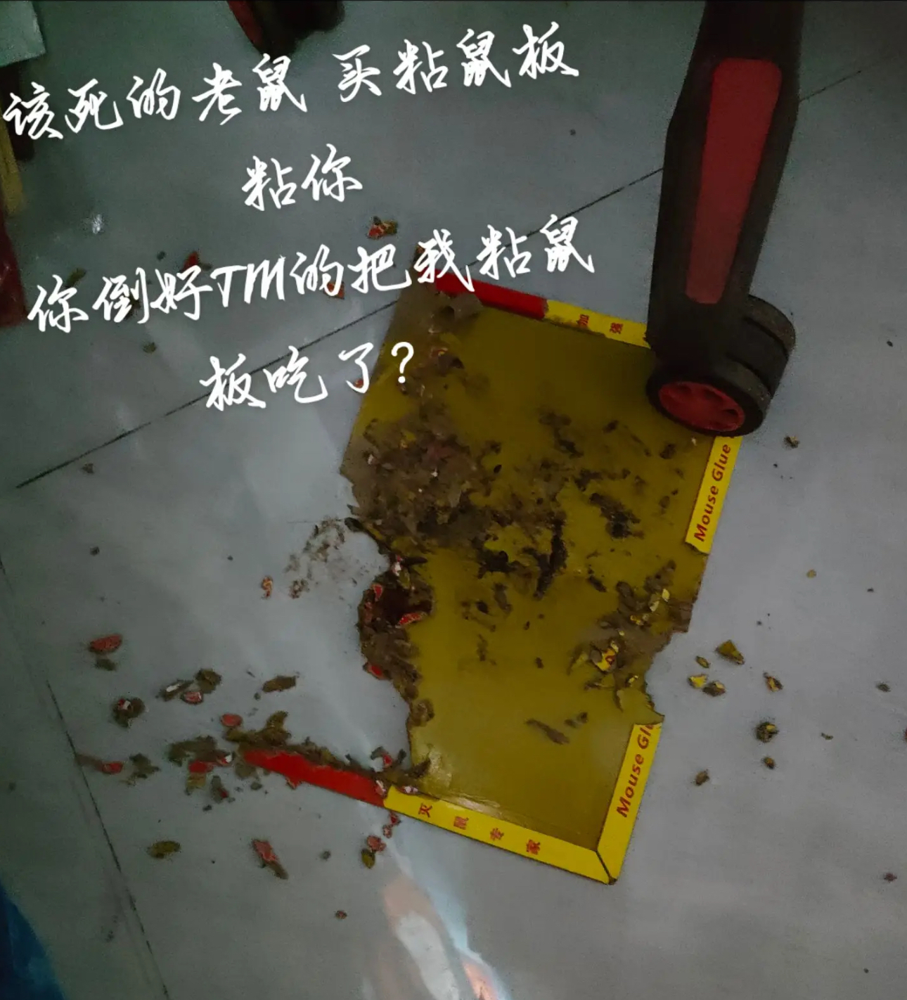 可恶的老鼠没人告诉我老鼠还吃粘鼠板的呀