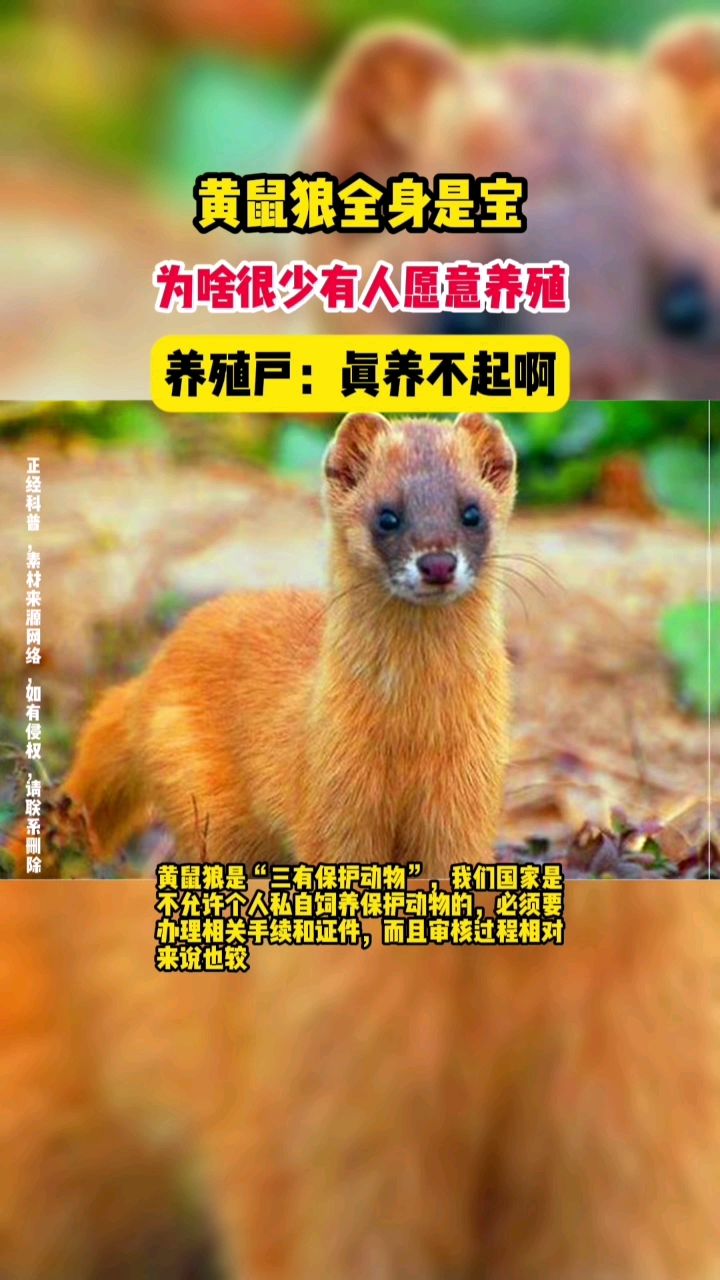 黄鼠狼全身是宝,为啥很少有人愿意养殖?养殖户:真养不起啊