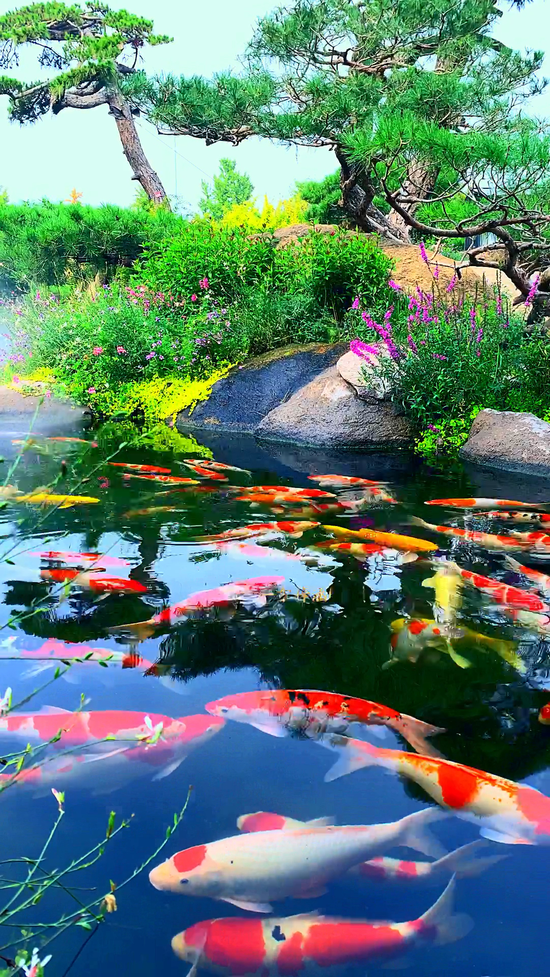 锦鲤相伴,吉祥如意,万事顺遂