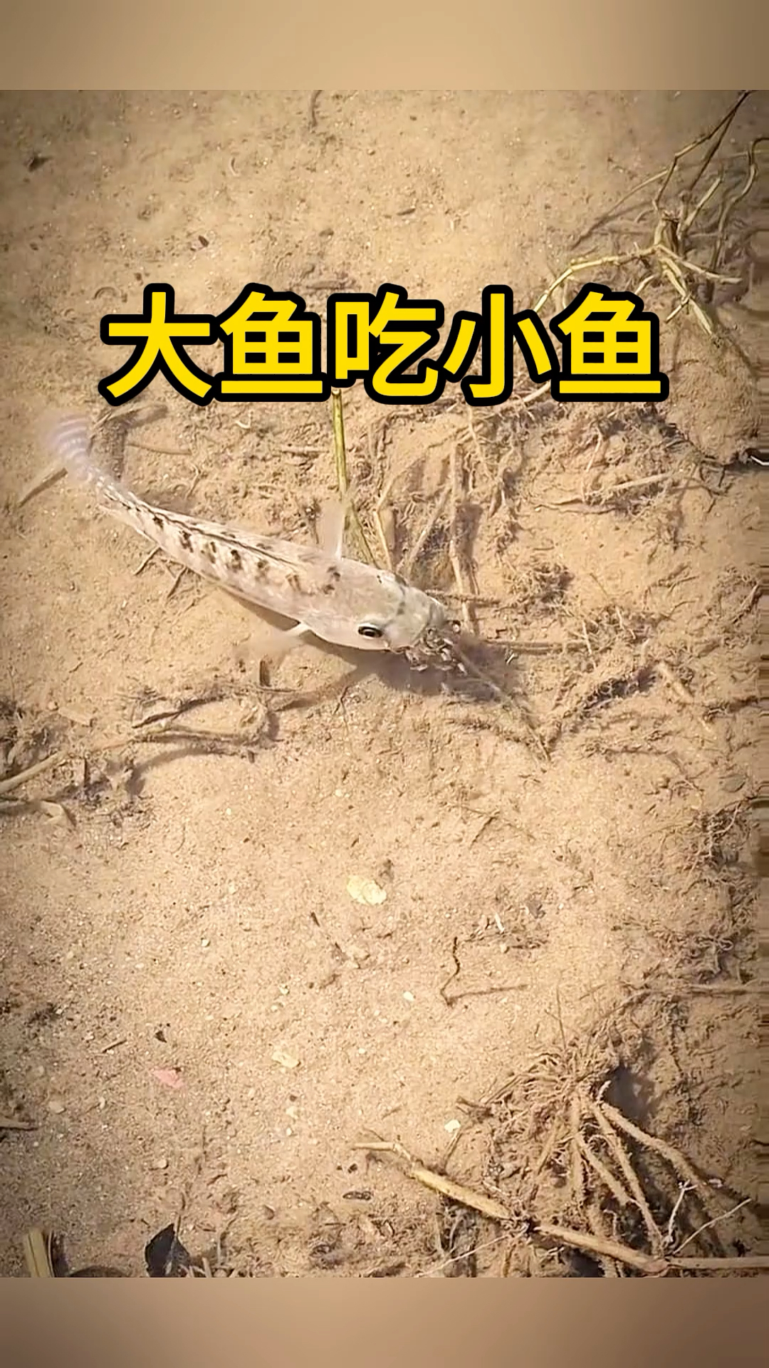 大鱼吃小鱼,适者生存