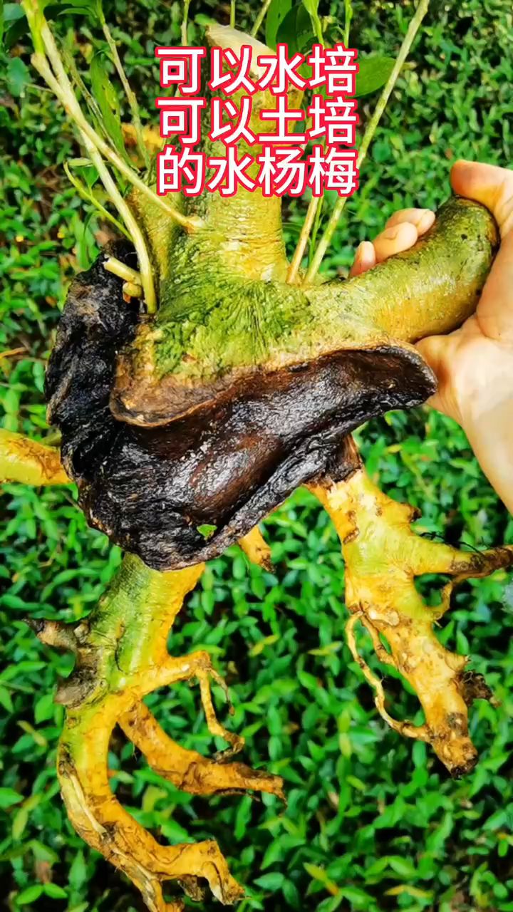 水杨梅批发,你喜欢吗?好养易活的品种