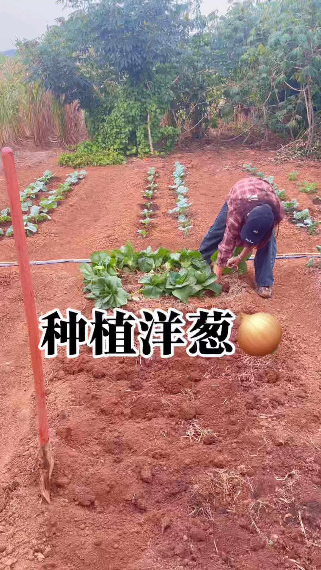 今天移栽了洋葱,洋葱是我菜园里每年必种一个都舍不得浪费的蔬菜