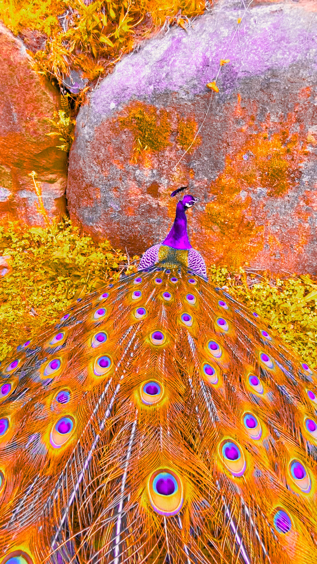 早安家人们,一起来欣赏孔雀开屏喽