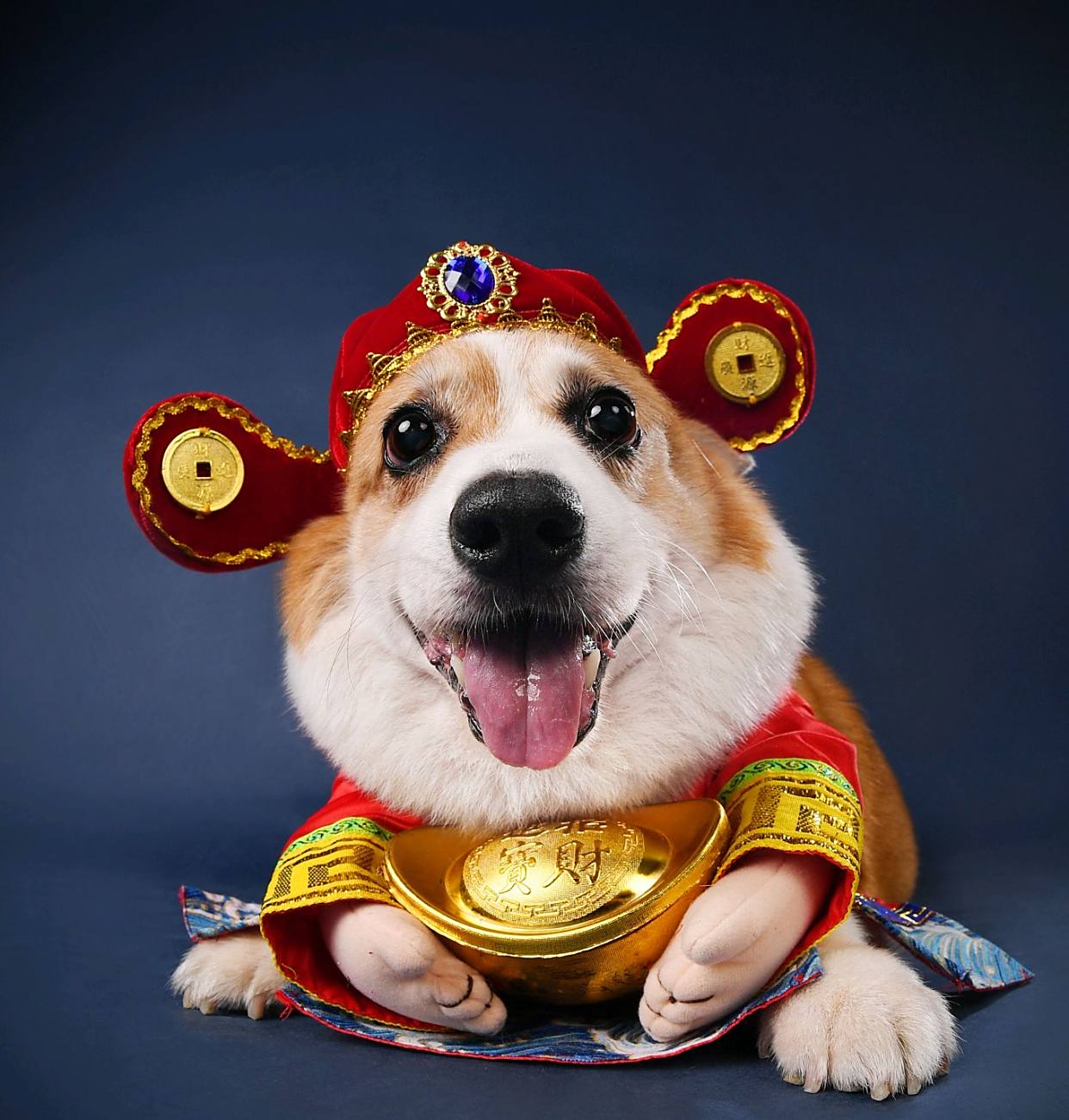今日生肖狗运势非常网(生肖狗今日运势查询十二星座网)