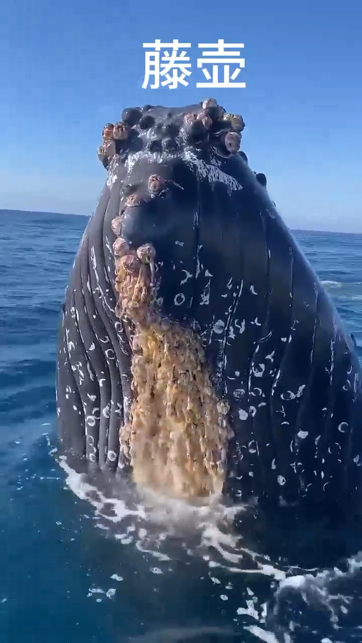 藤壶清理,海洋救援,可怜的鲸鱼