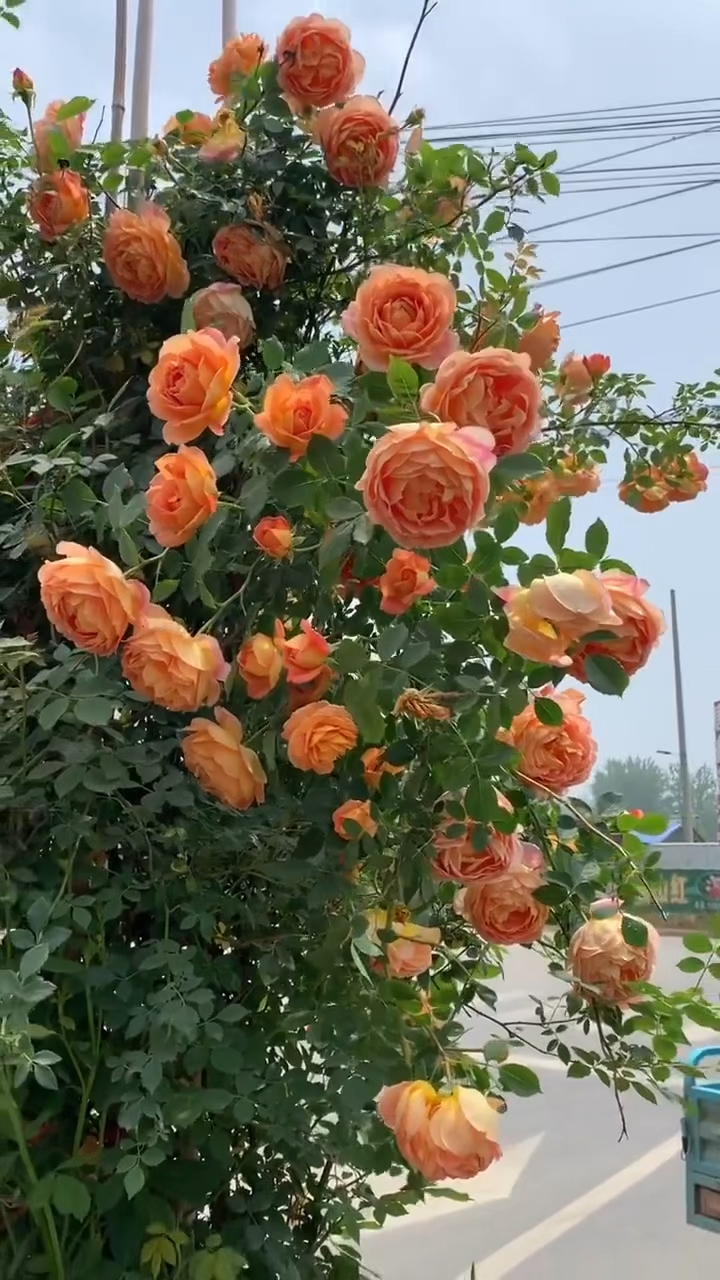 藤本冰山月季花花语图片