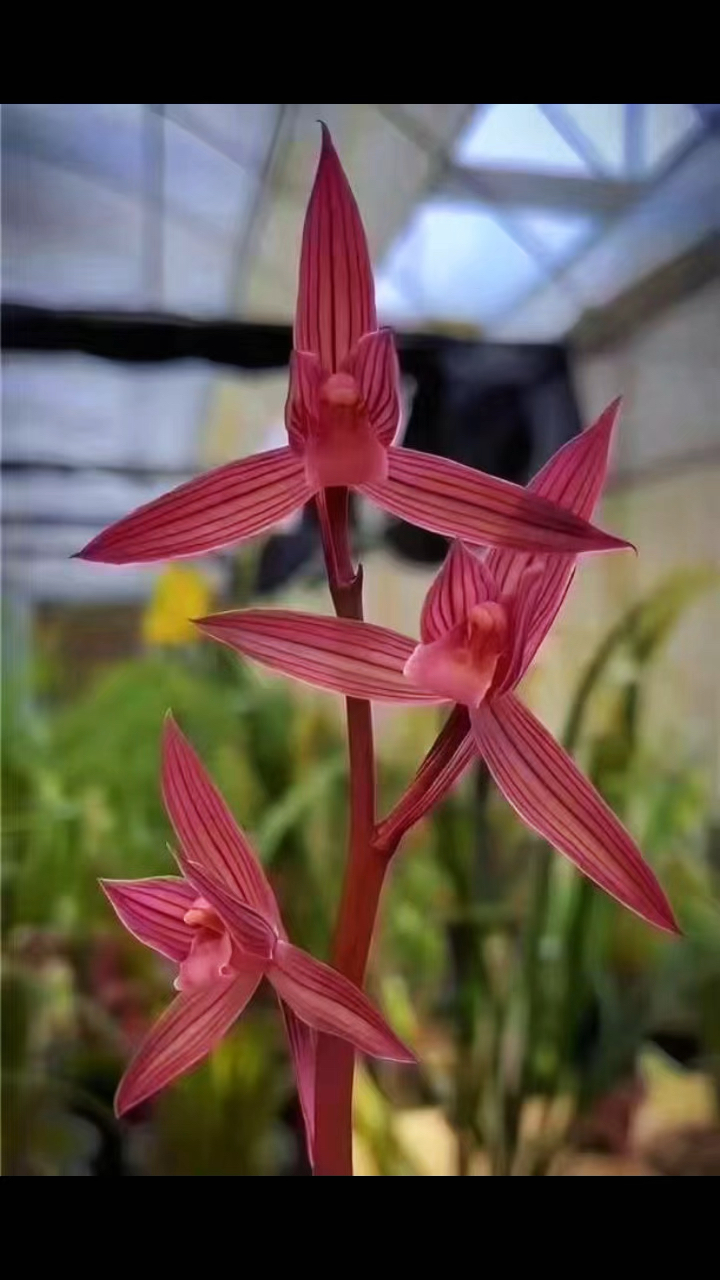 中华红素兰花特点图片