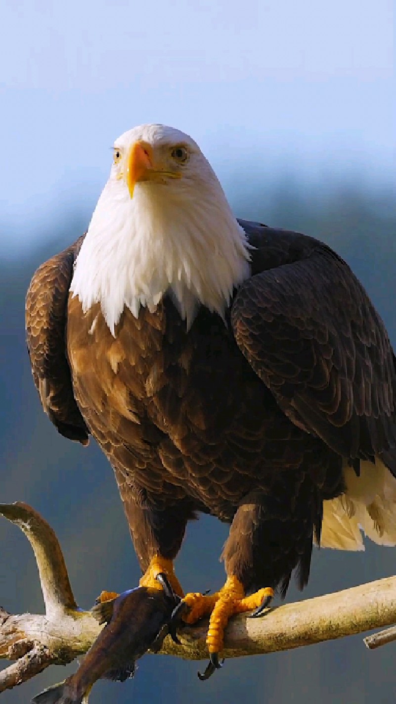 白头海雕优雅的姿势抓一条大鱼