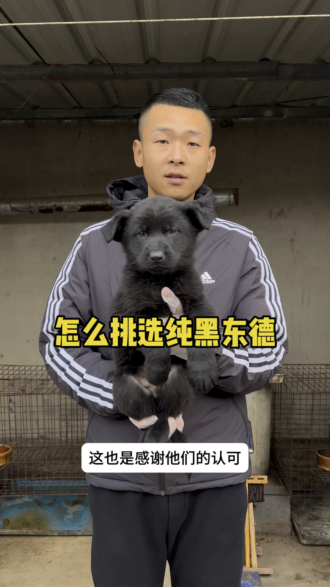 csv东德牧羊犬协会图片