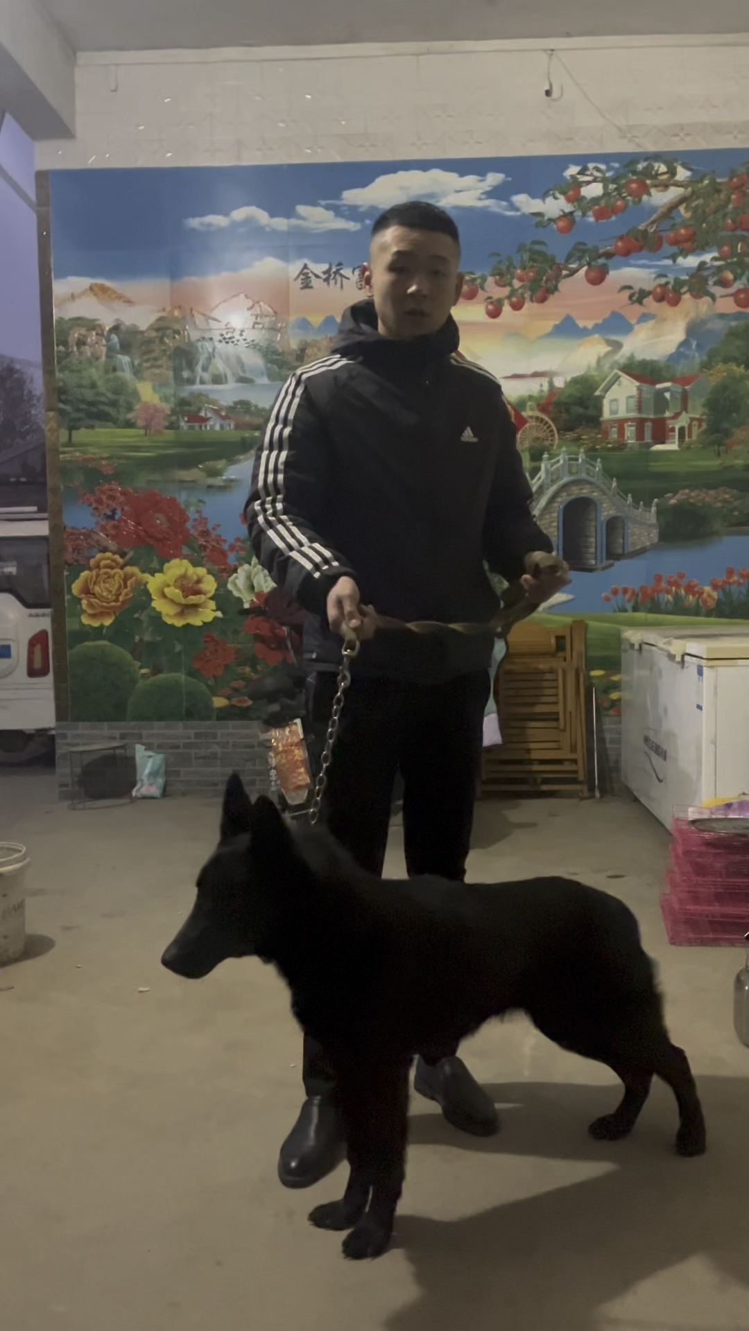 东德牧羊犬黑色标准图片