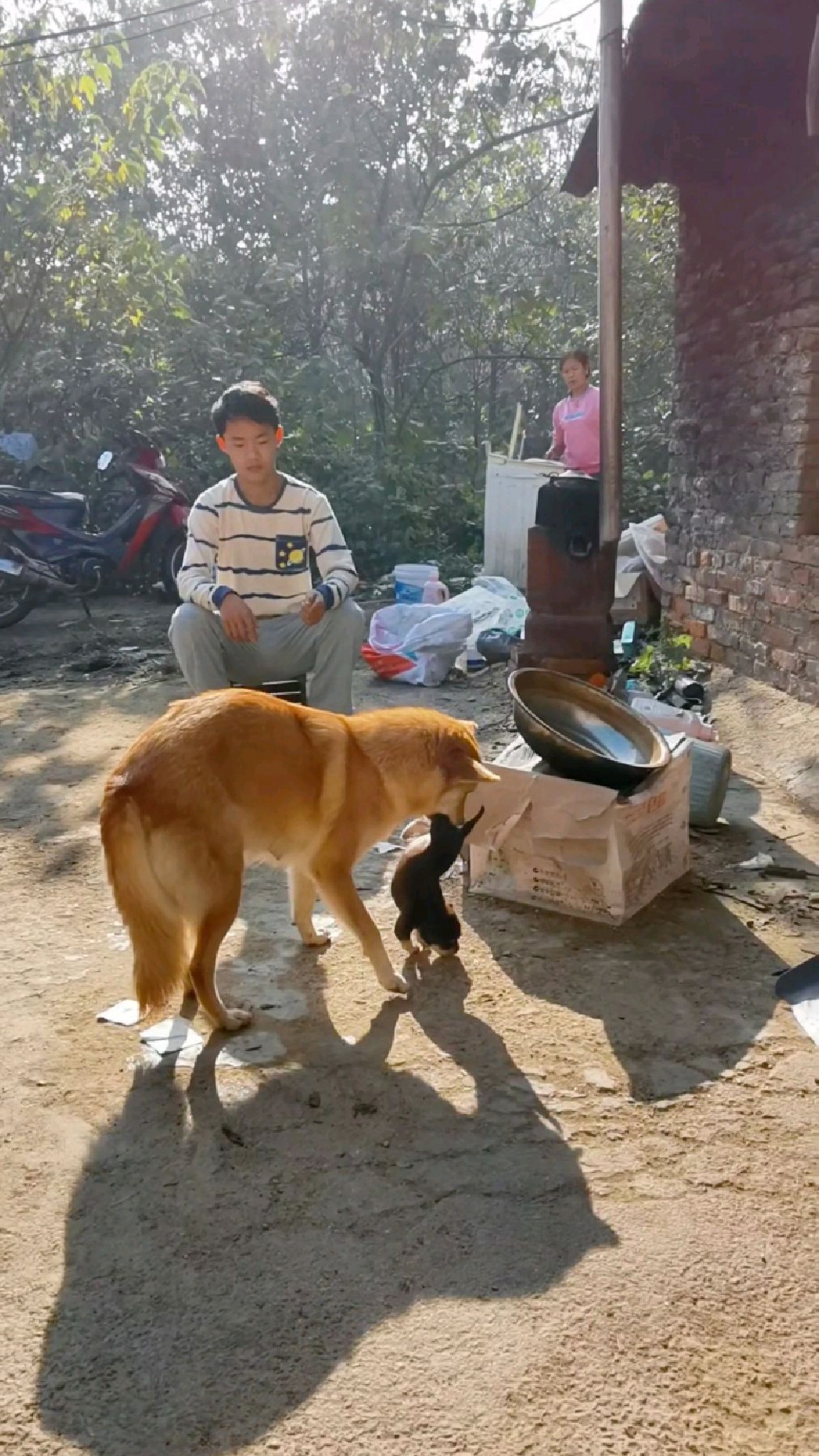 北大教授养土狗图片