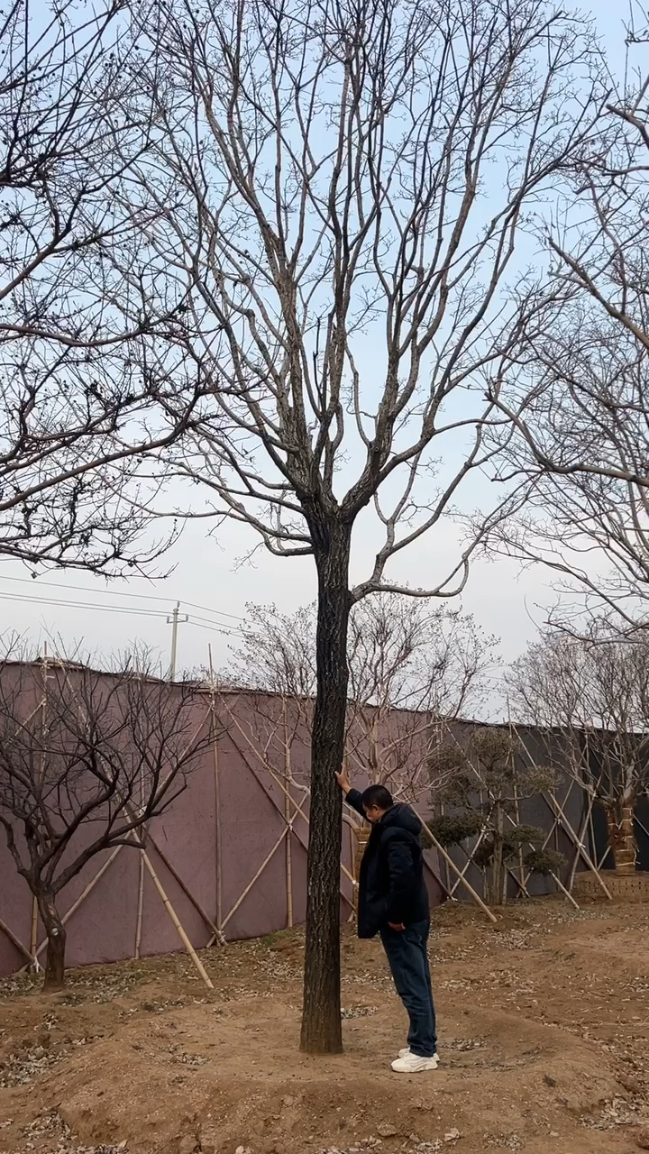 高杆大树形雪萝,开花特别漂亮