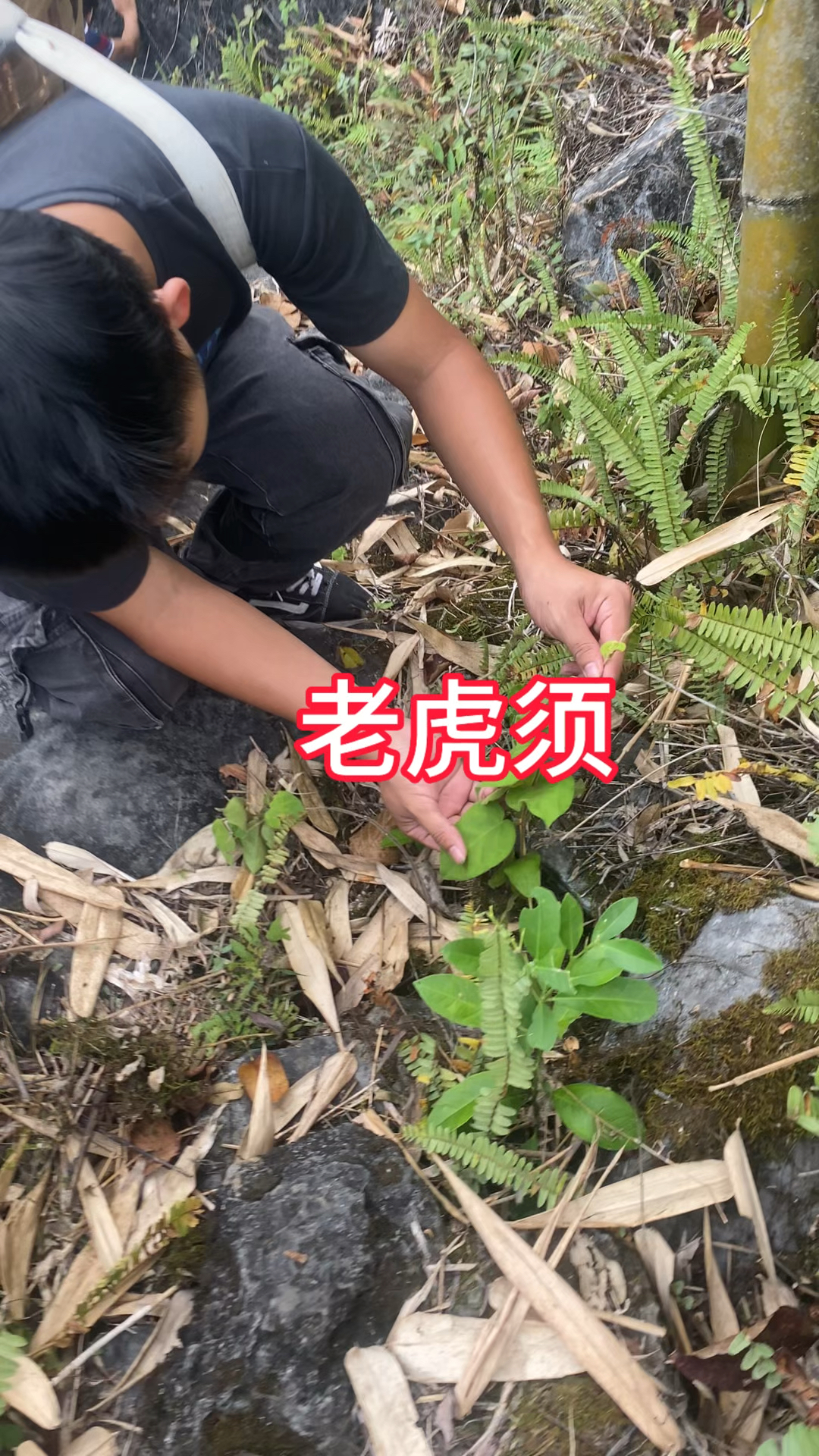 农村生活 三农 一日一植物 老虎须