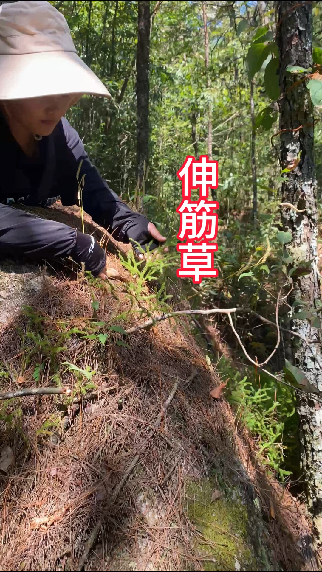 马尾伸筋草治中风偏瘫图片